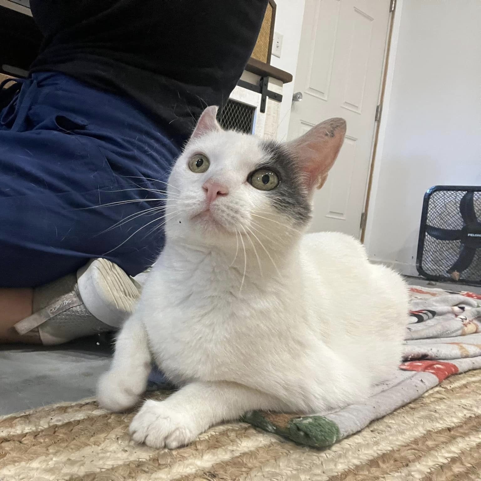 Basura, Adopted, Young Female Domestic Short Hair.