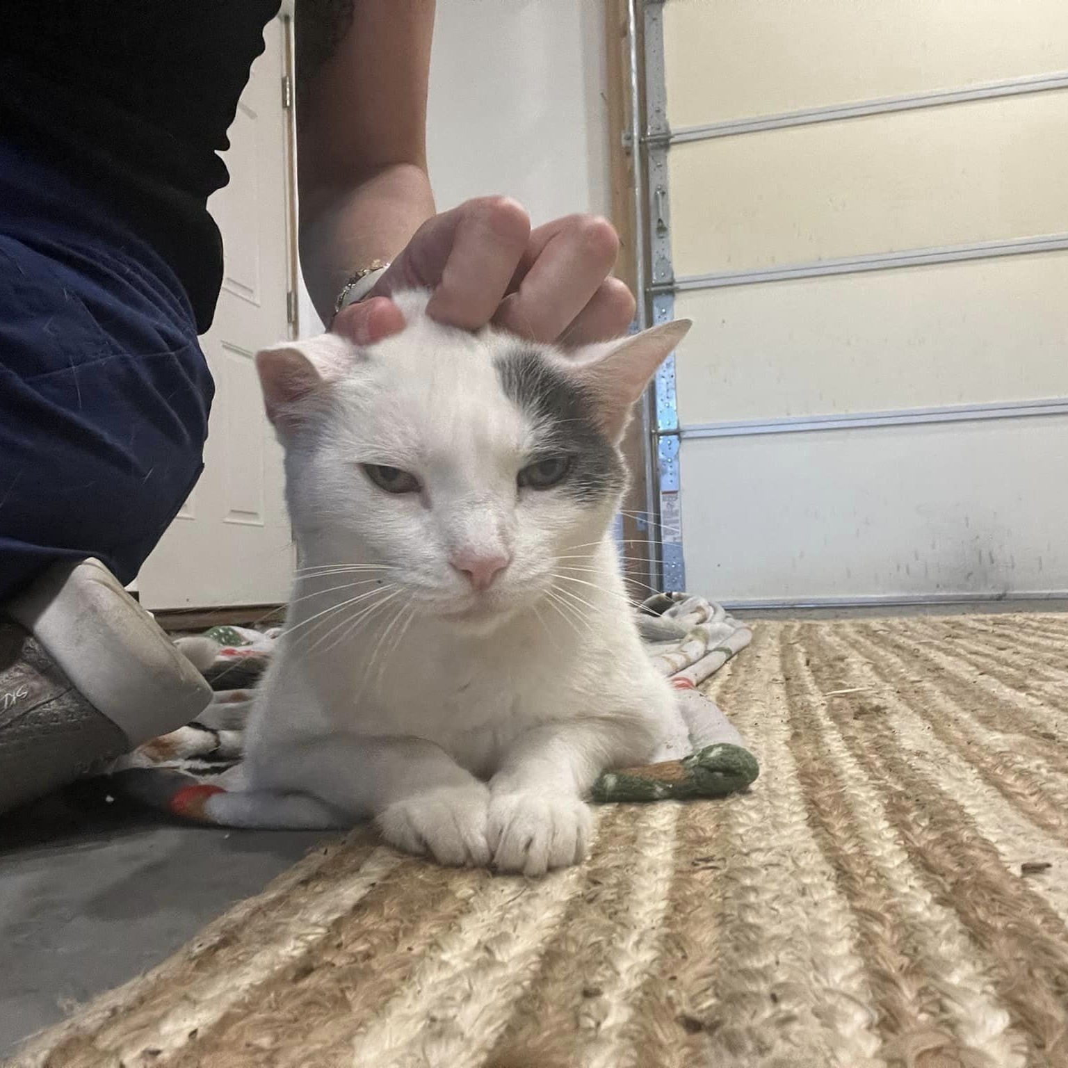 Basura, a Adopted Domestic Short Hair in Farmingdale, NJ image 5/6