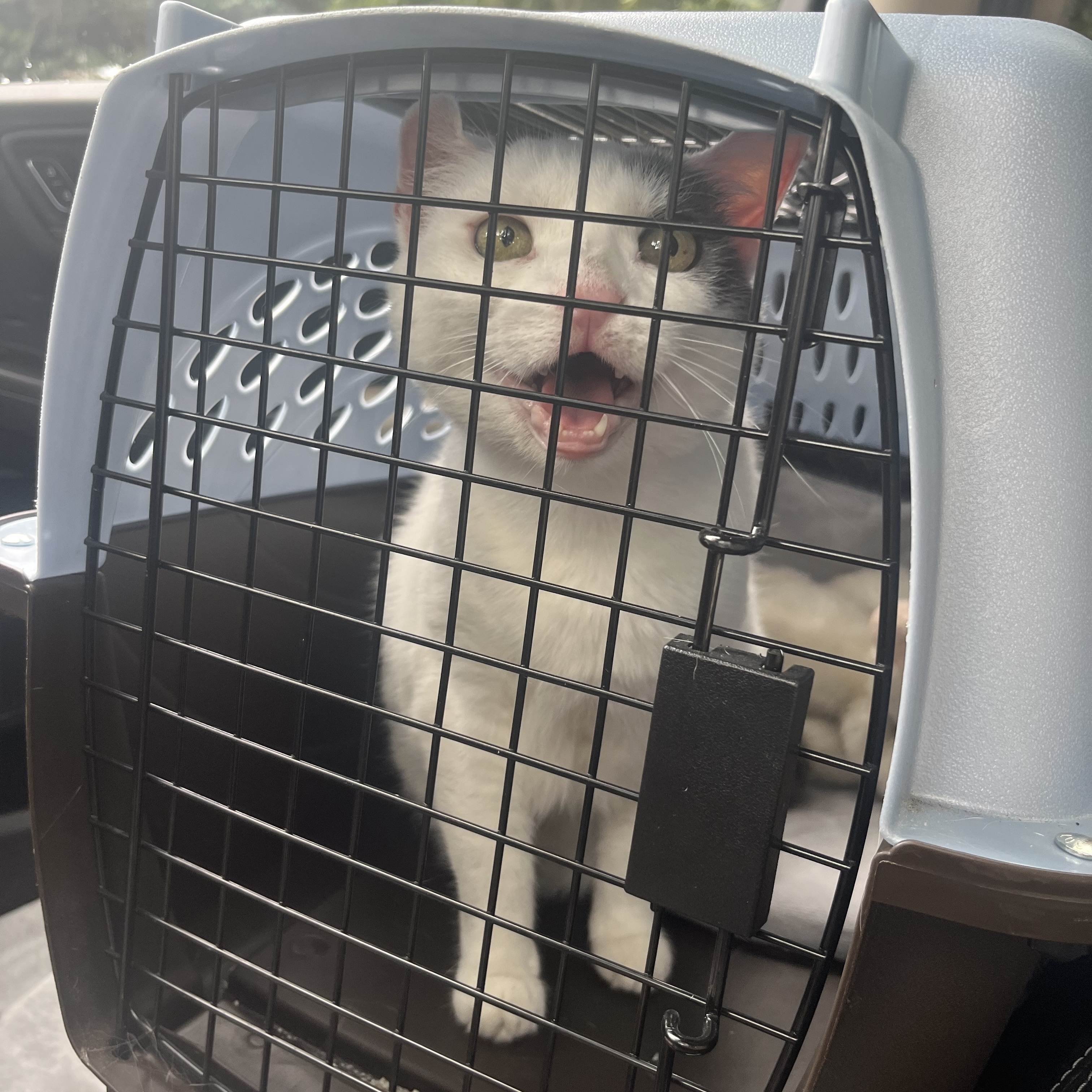 Basura, a Adopted Domestic Short Hair in Farmingdale, NJ image 6/6