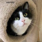 Enlarge Harry, a Adoptable Tuxedo in Rushville, IL image 4/4