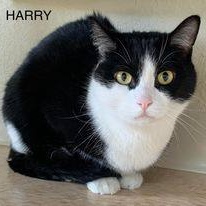 Enlarge Harry, a Adoptable Tuxedo in Rushville, IL image 1/4