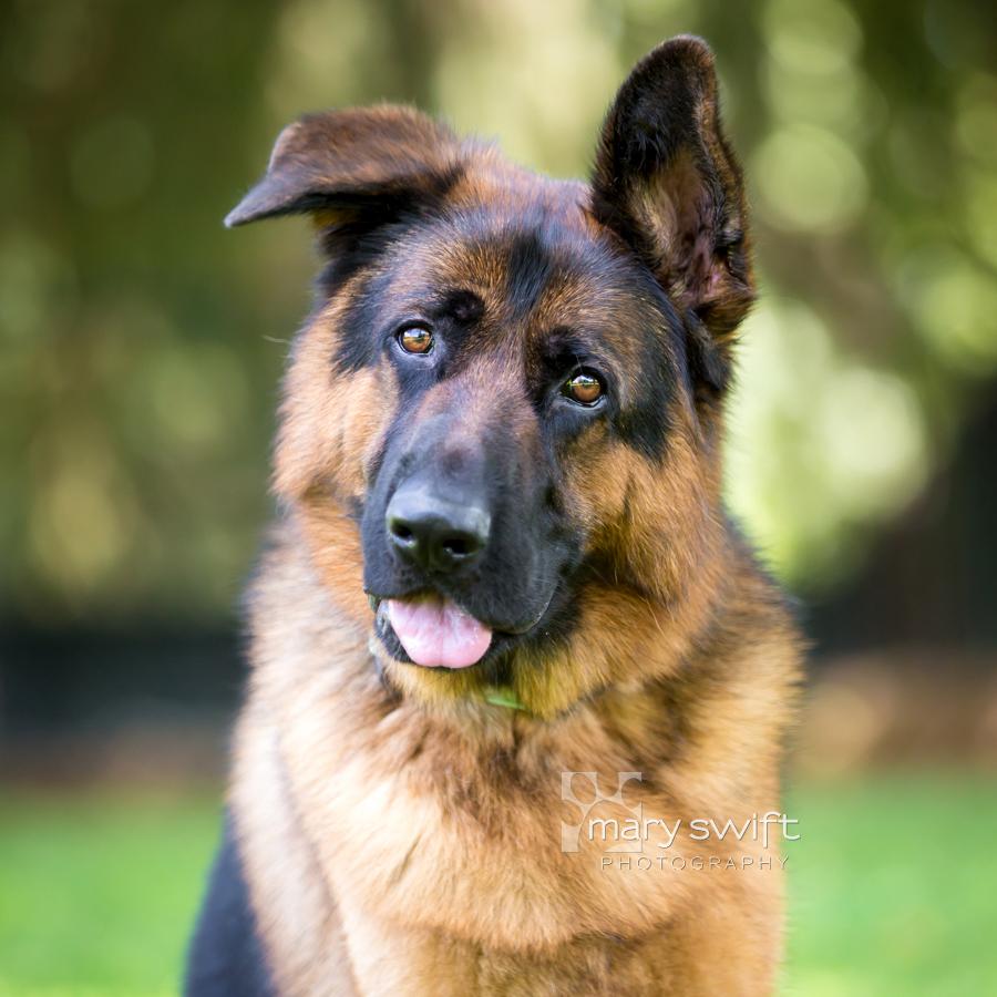 Enlarge Haggie, an adoptable German Shepherd Dog in Reisterstown, MD image 1/4