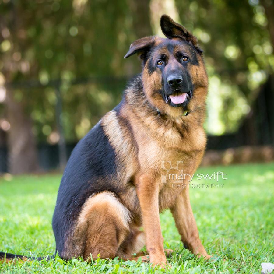 Enlarge Haggie, an adoptable German Shepherd Dog in Reisterstown, MD image 2/4