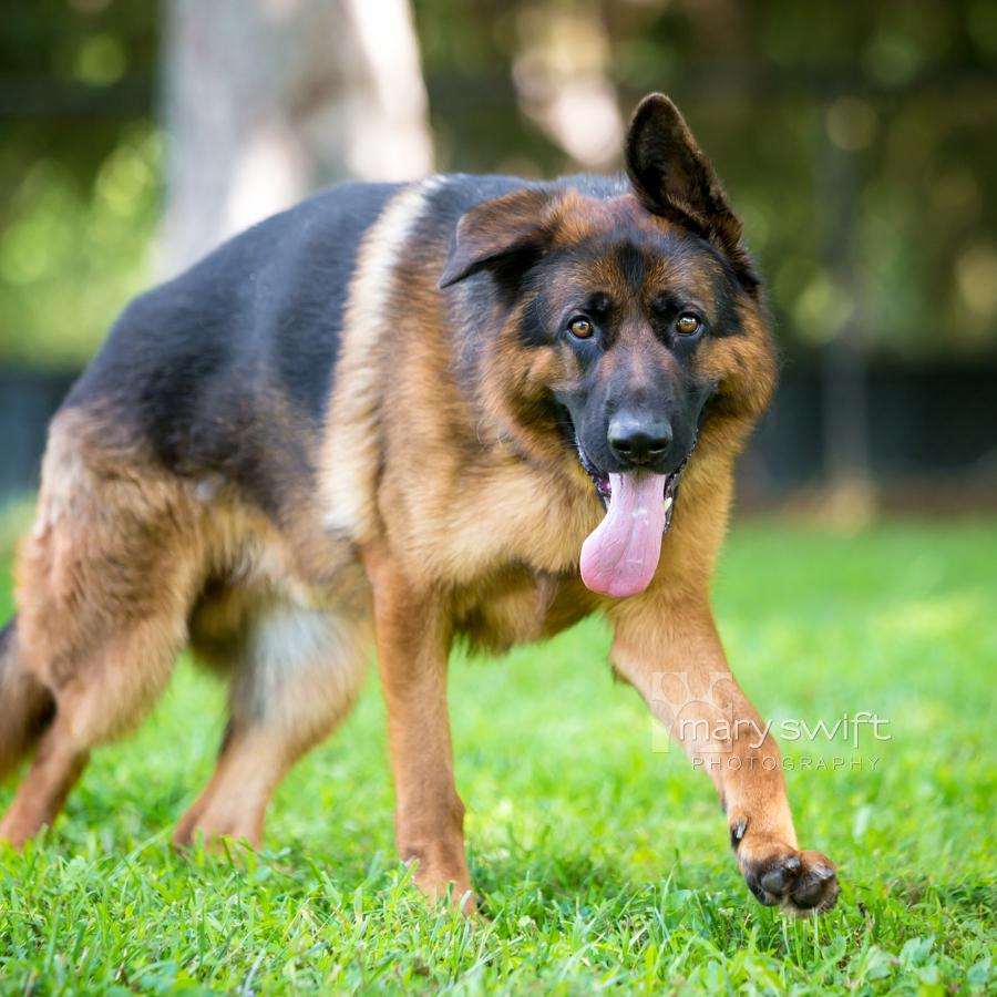 Enlarge Haggie, an adoptable German Shepherd Dog in Reisterstown, MD image 3/4