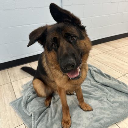Enlarge Haggie, an adoptable German Shepherd Dog in Reisterstown, MD image 4/4