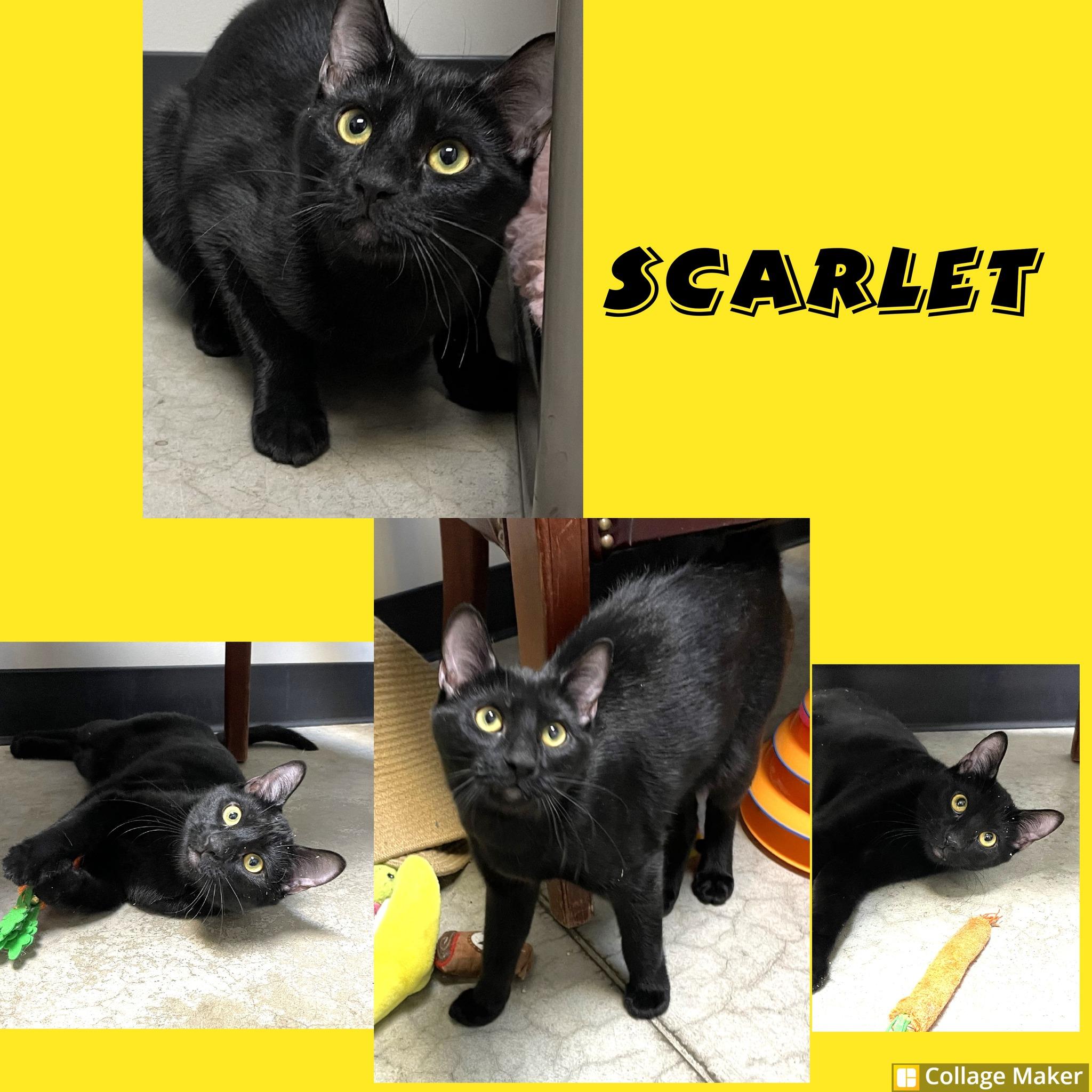 Enlarge Scarlett, a ADOPTABLE mixed breed in Clearfield, PA image 1/1