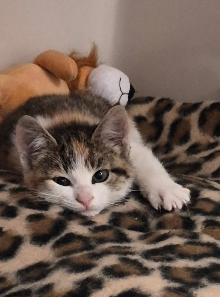 Eden, an adopted Domestic Short Hair in Tomah, WI image 2/2