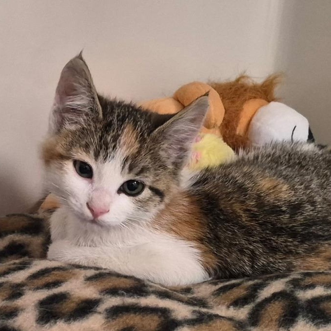 Eden, adopted, Kitten Female Domestic Short Hair.