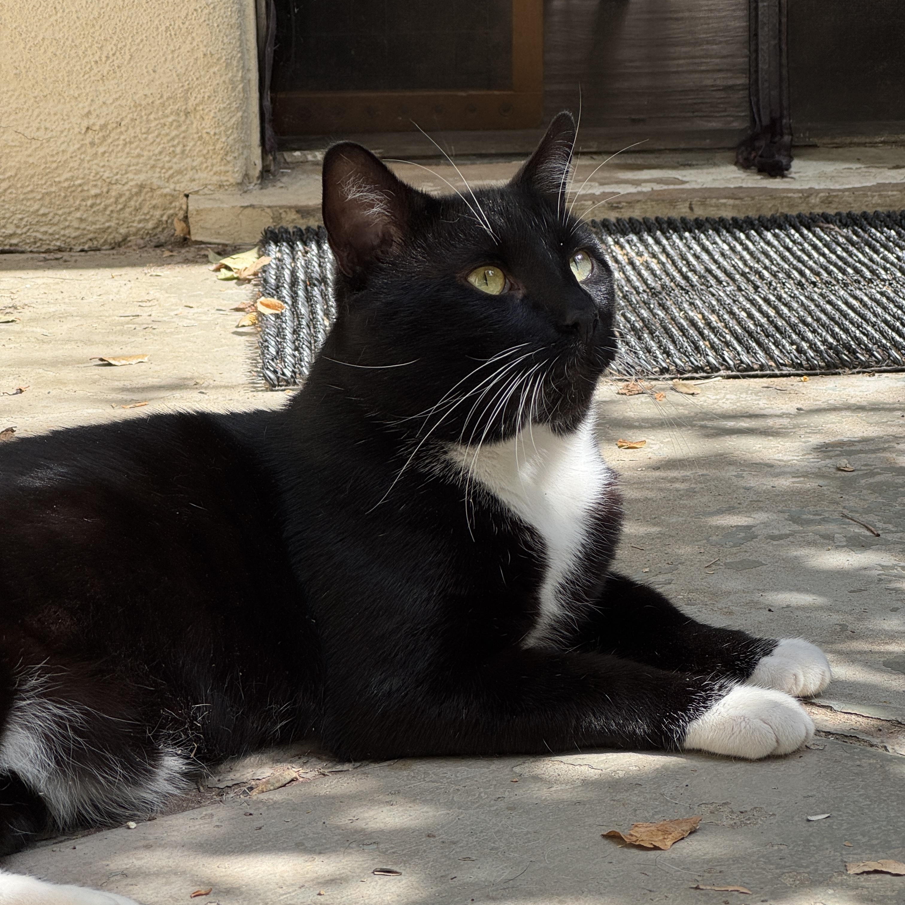 Enlarge Tuxedo Pawl, a Adoptable Tuxedo in Los Angeles, CA image 2/6