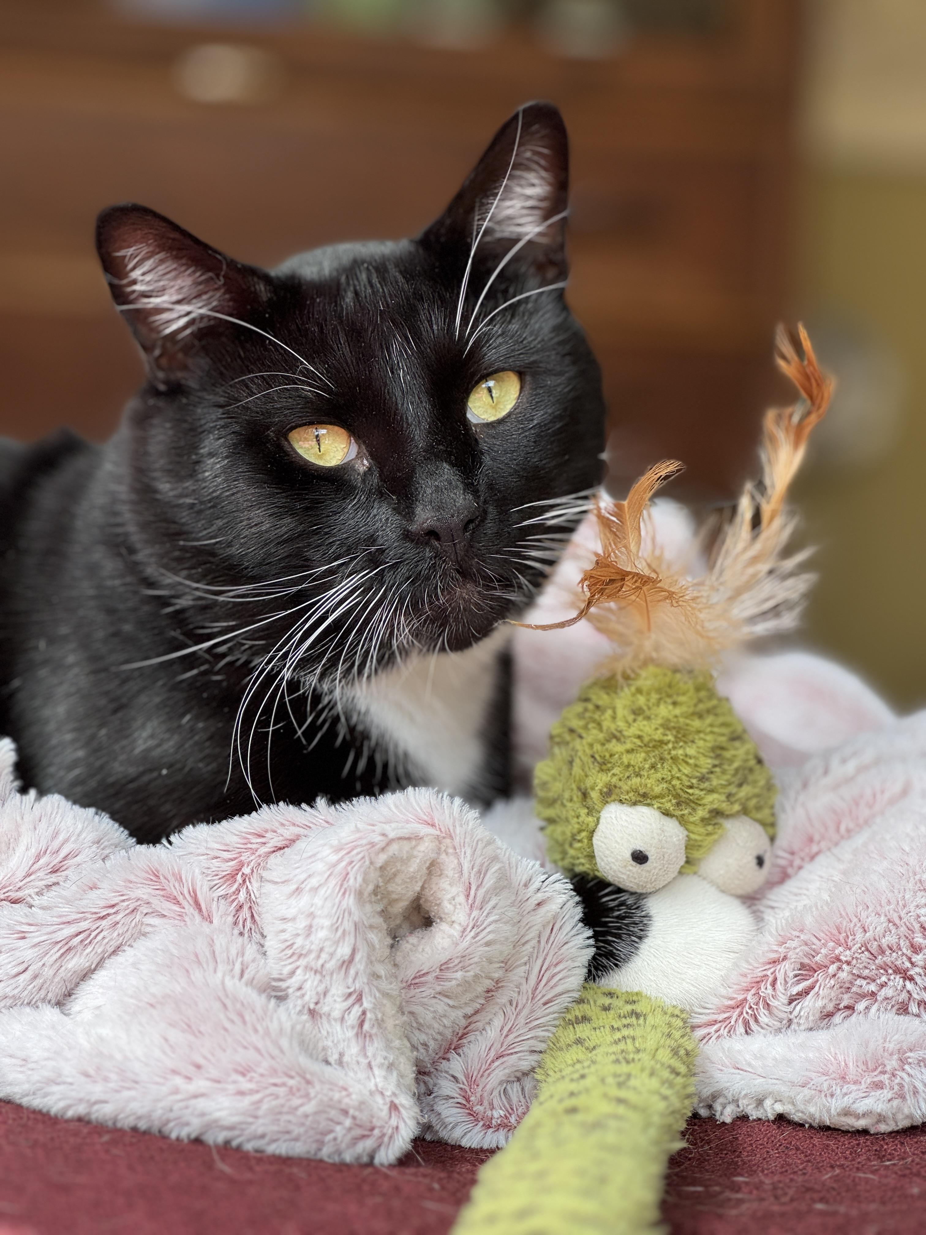 Tuxedo Pawl, Adoptable, Young Male Tuxedo.