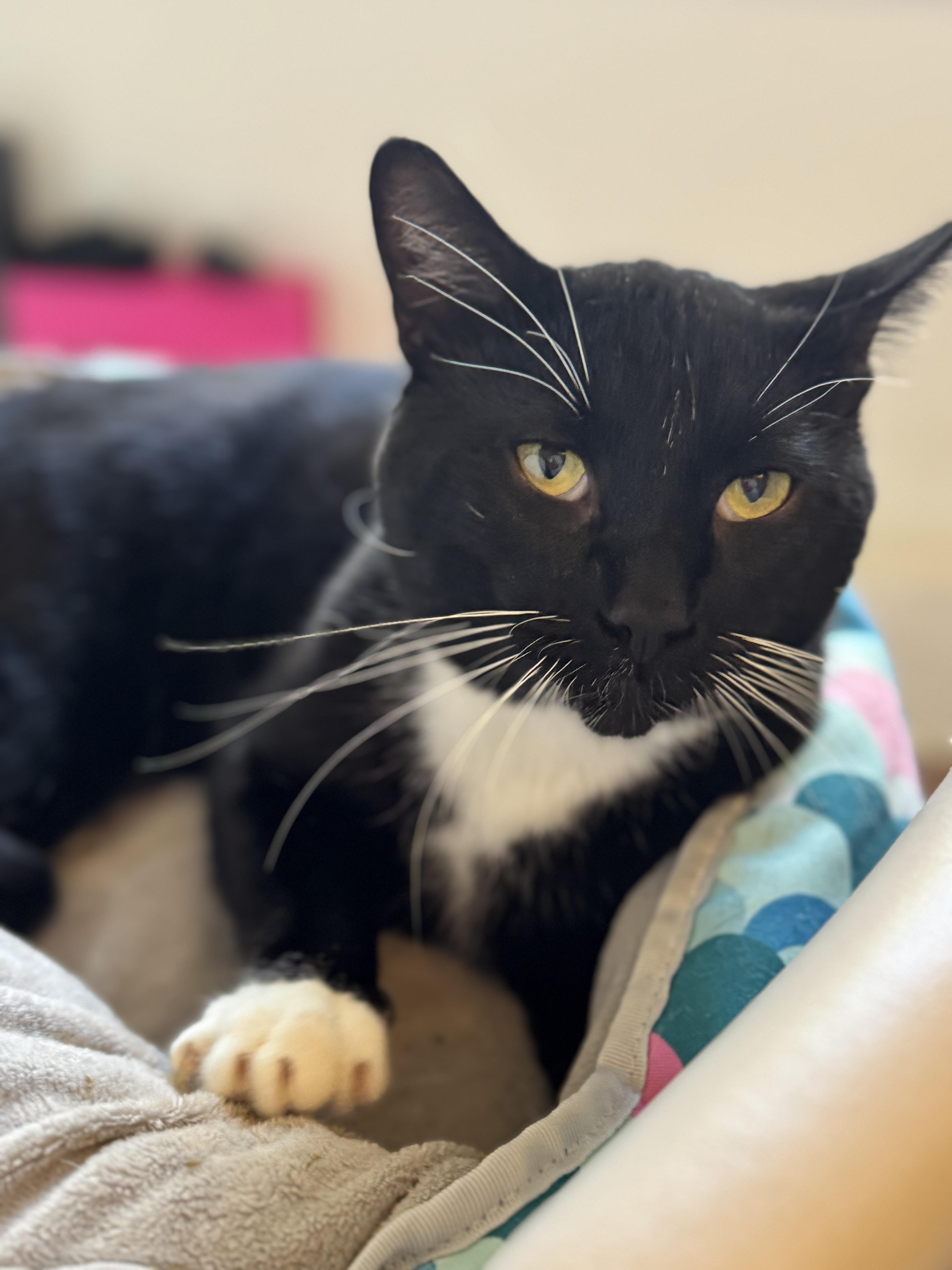Enlarge Tuxedo Pawl, a Adoptable Tuxedo in Los Angeles, CA image 5/6