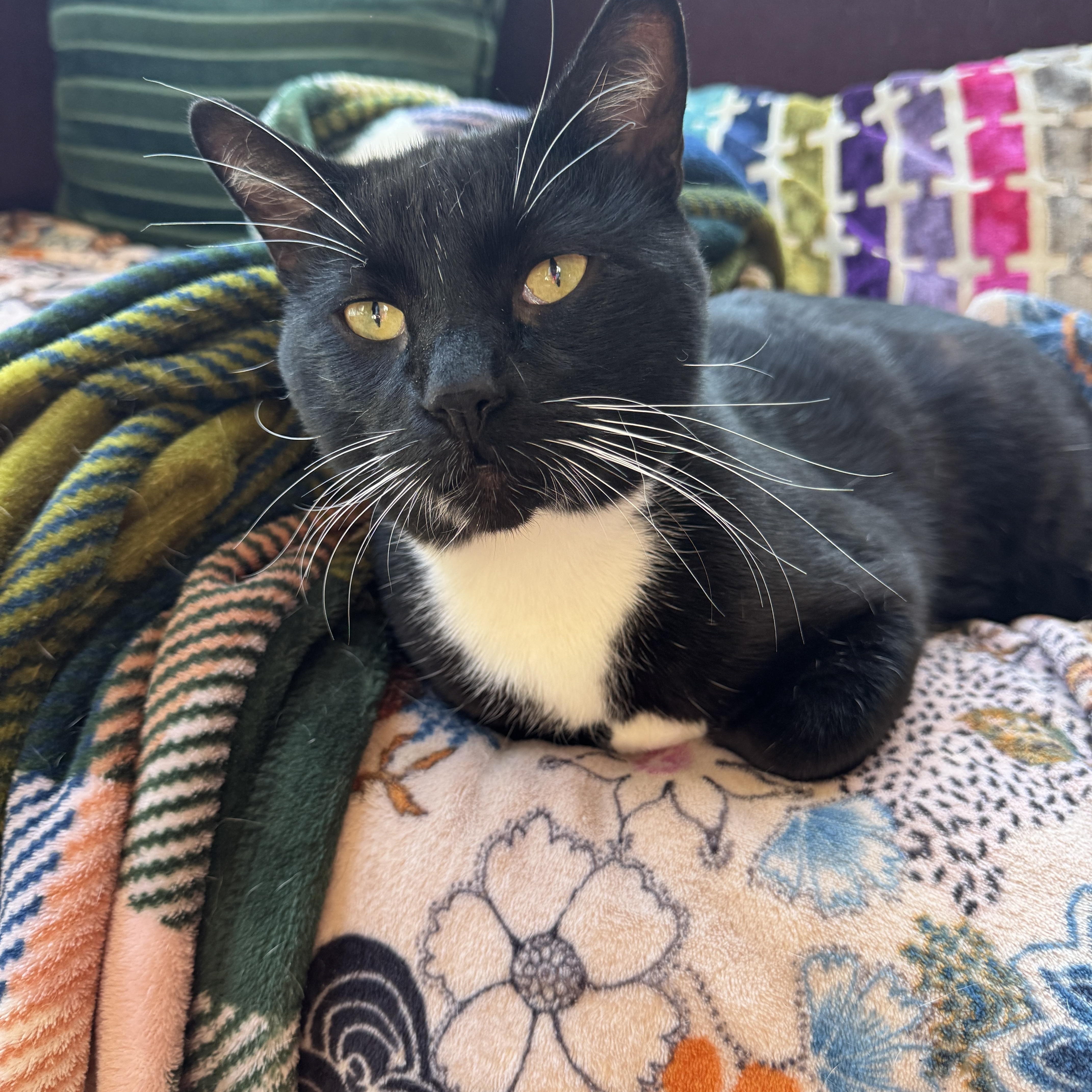 Enlarge Tuxedo Pawl, a Adoptable Tuxedo in Los Angeles, CA image 4/6