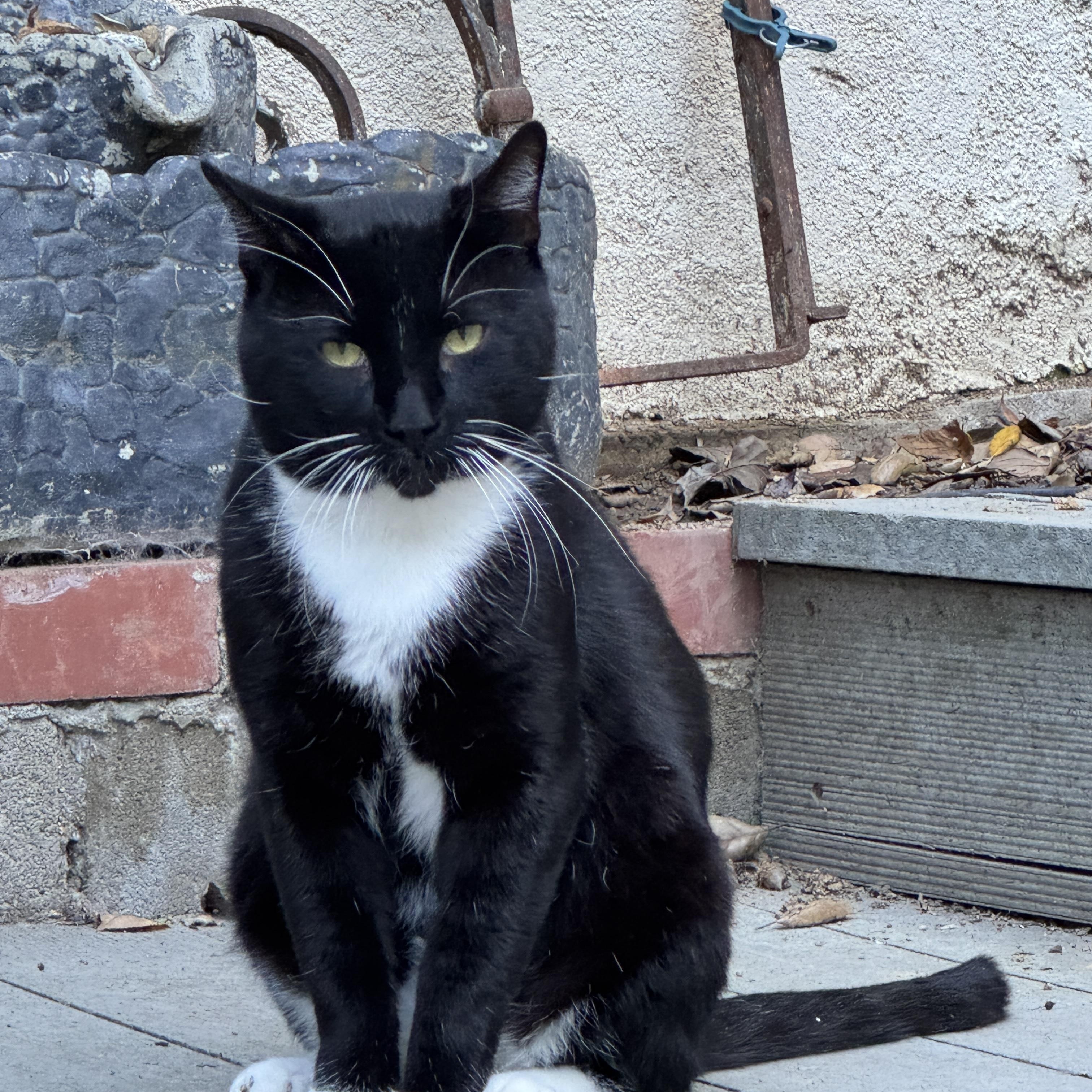 Enlarge Tuxedo Pawl, a Adoptable Tuxedo in Los Angeles, CA image 6/6