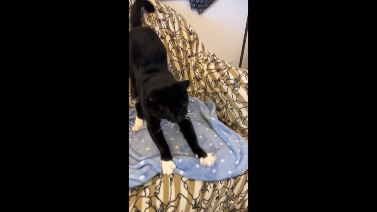 Enlarge Tuxedo Pawl, a Adoptable Tuxedo in Los Angeles, CA video 3/6