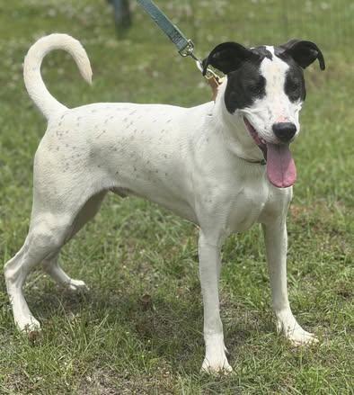 Enlarge Cooper, a Adoptable mixed breed in Calera, AL image 1/5