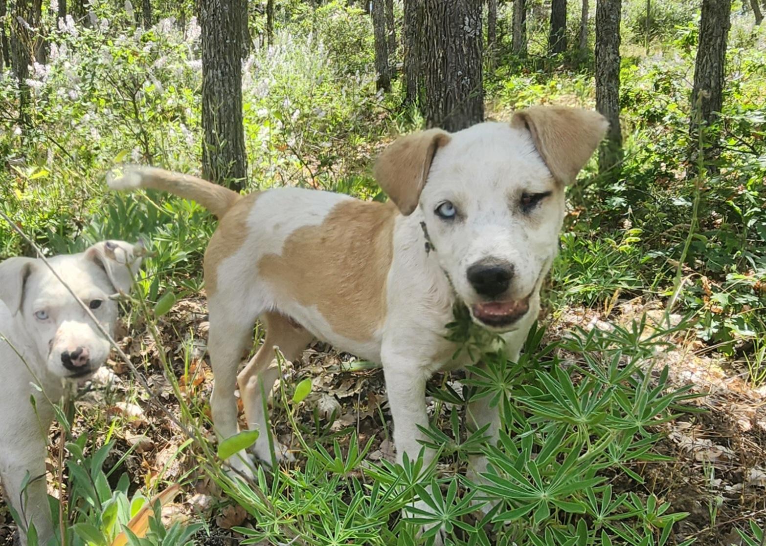 Enlarge Scar, a Adoptable mixed breed in Goldendale, WA image 1/1