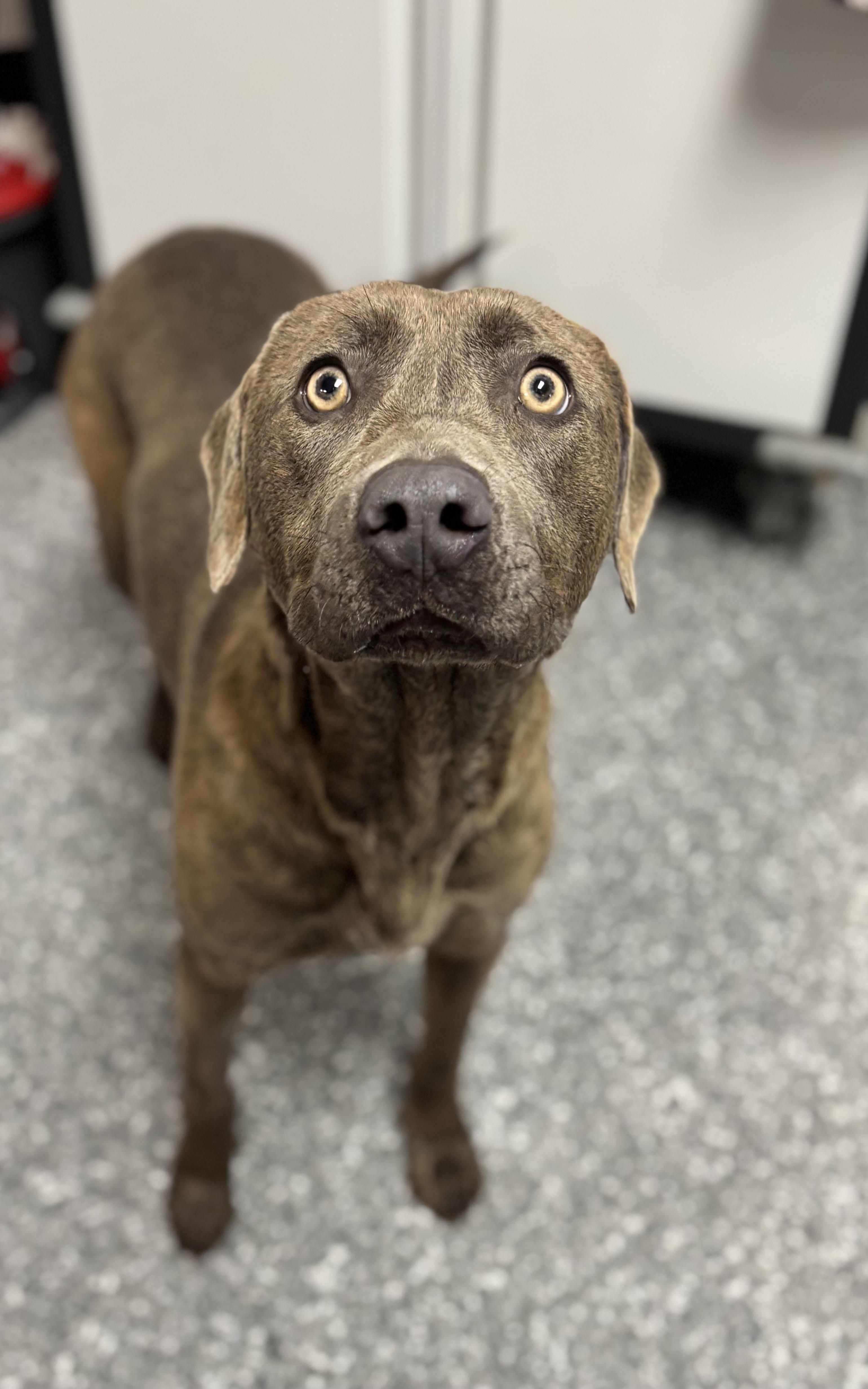 Enlarge Zoey, an adopted mixed breed in White Cloud, MI image 2/2