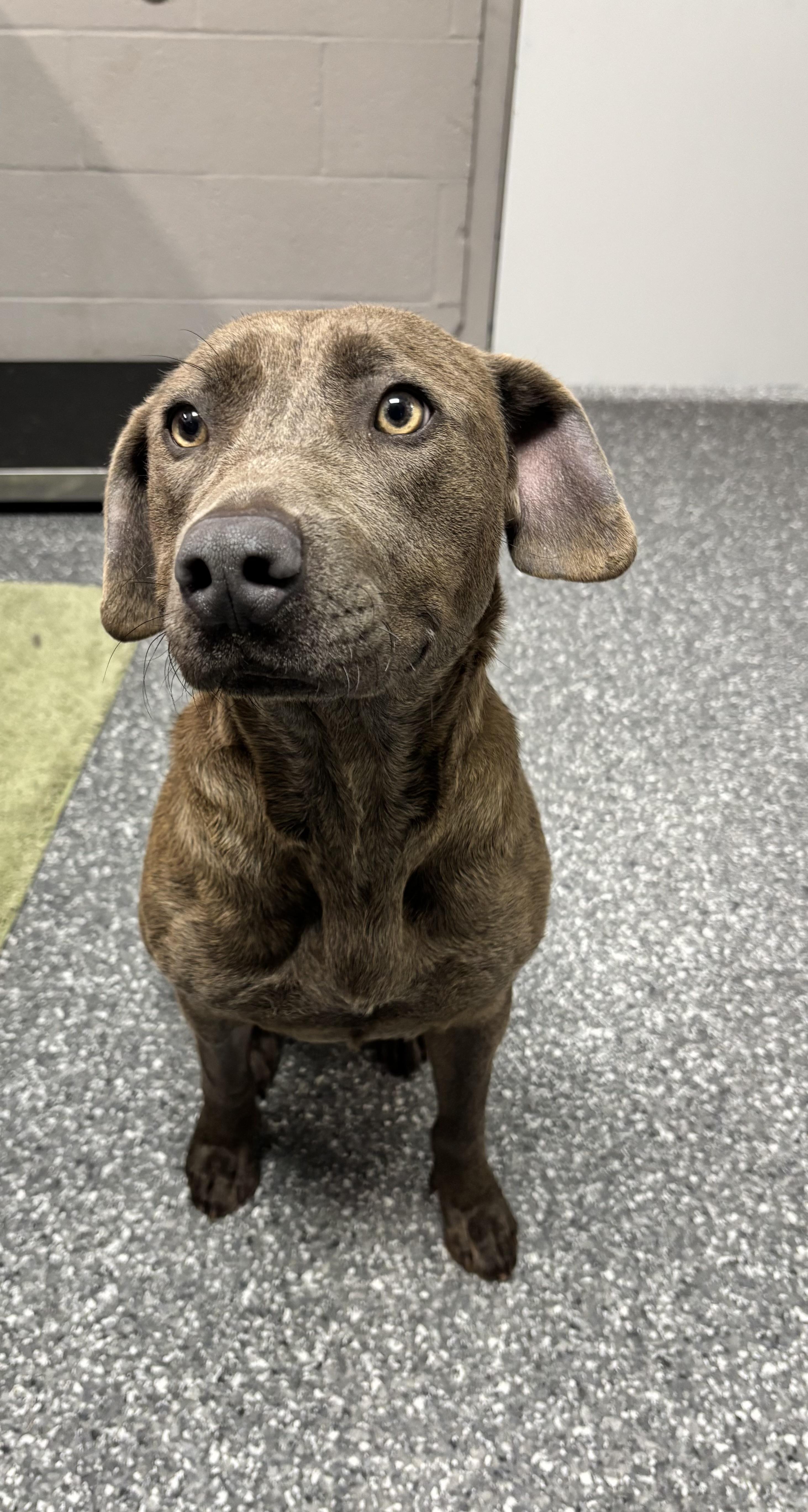 Zoey, adopted, Young Female Chocolate Labrador Retriever & Mixed Breed.