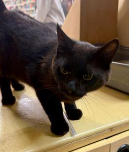 Enlarge Smokey, a Adoptable Domestic Short Hair in Keswick, ON image 1/1
