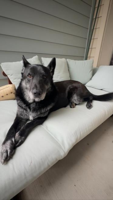 CAPULIN, Adoptable, Adult Male Chow Chow & German Shepherd Dog.