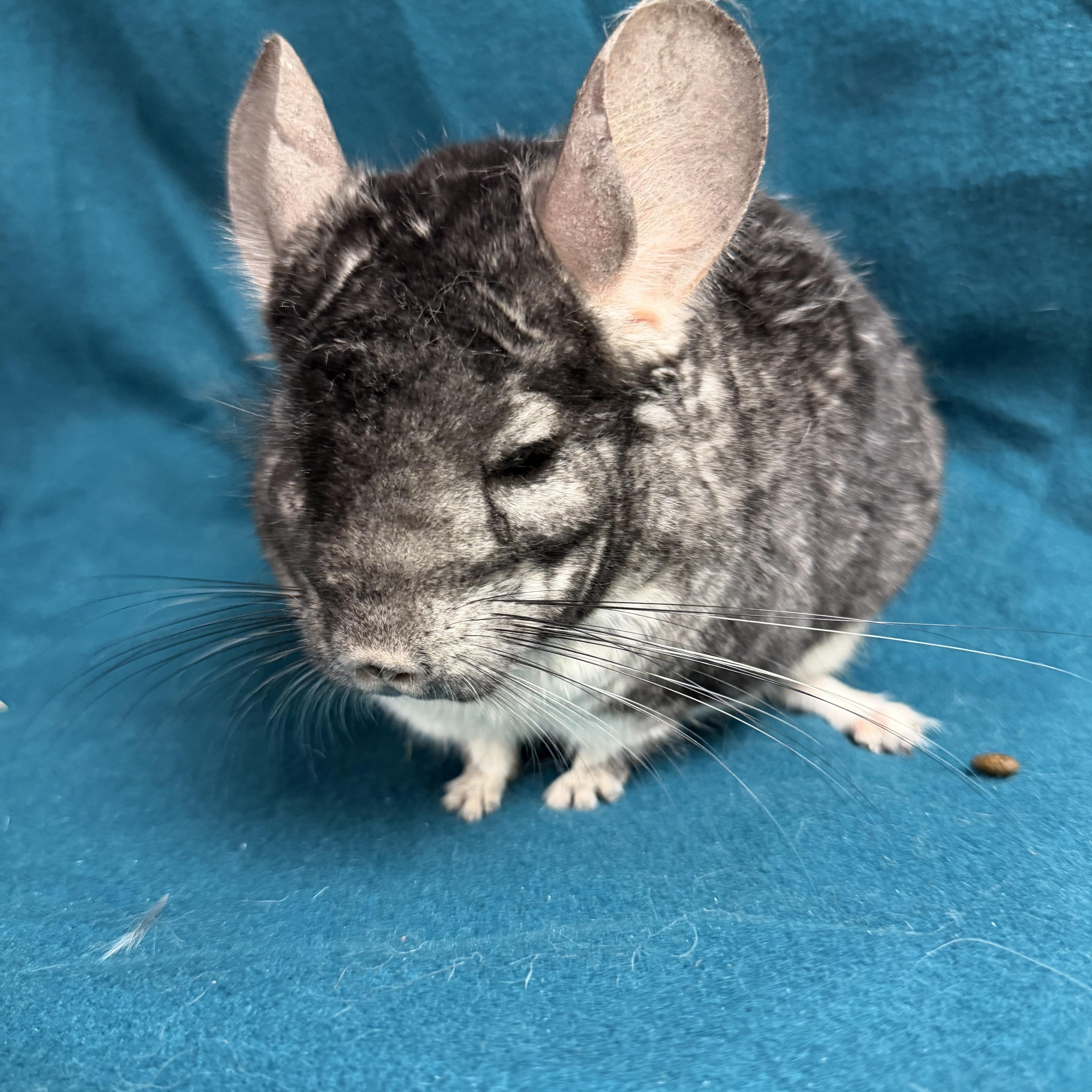 Rodger, a ADOPTABLE Chinchilla in Edinburg, PA image 5/5