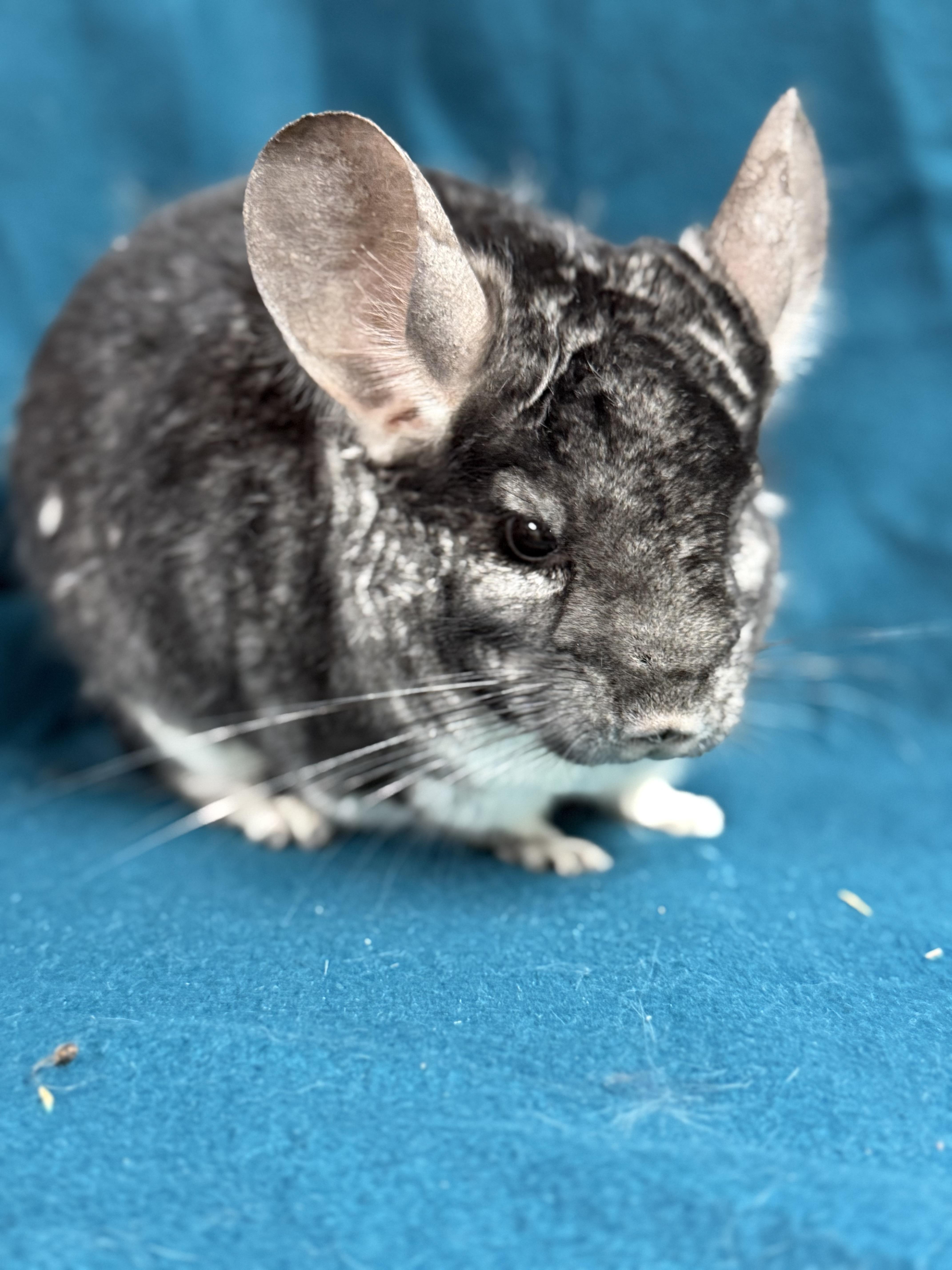 Rodger, ADOPTABLE, Adult Male Chinchilla.