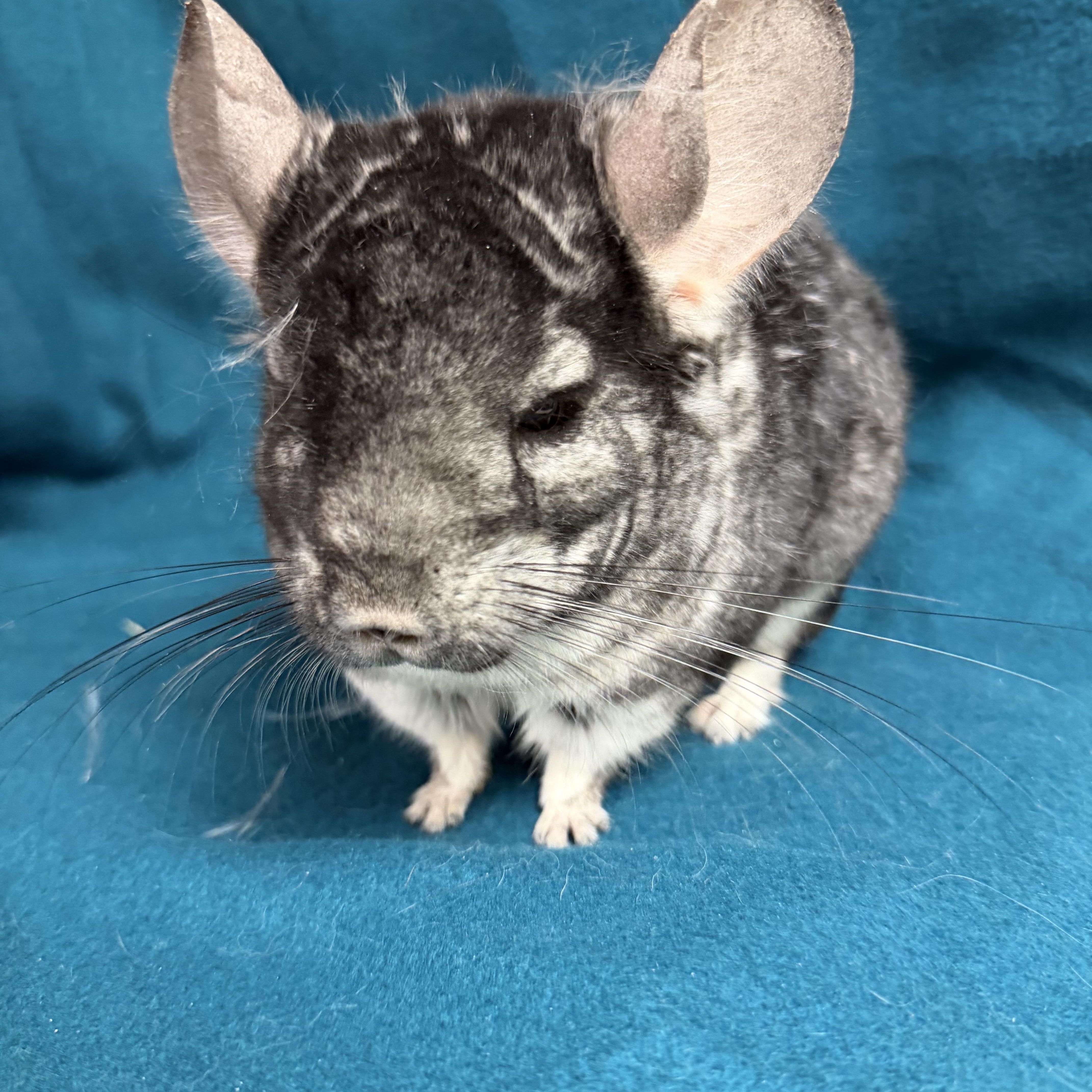 Rodger, a ADOPTABLE Chinchilla in Edinburg, PA image 2/5