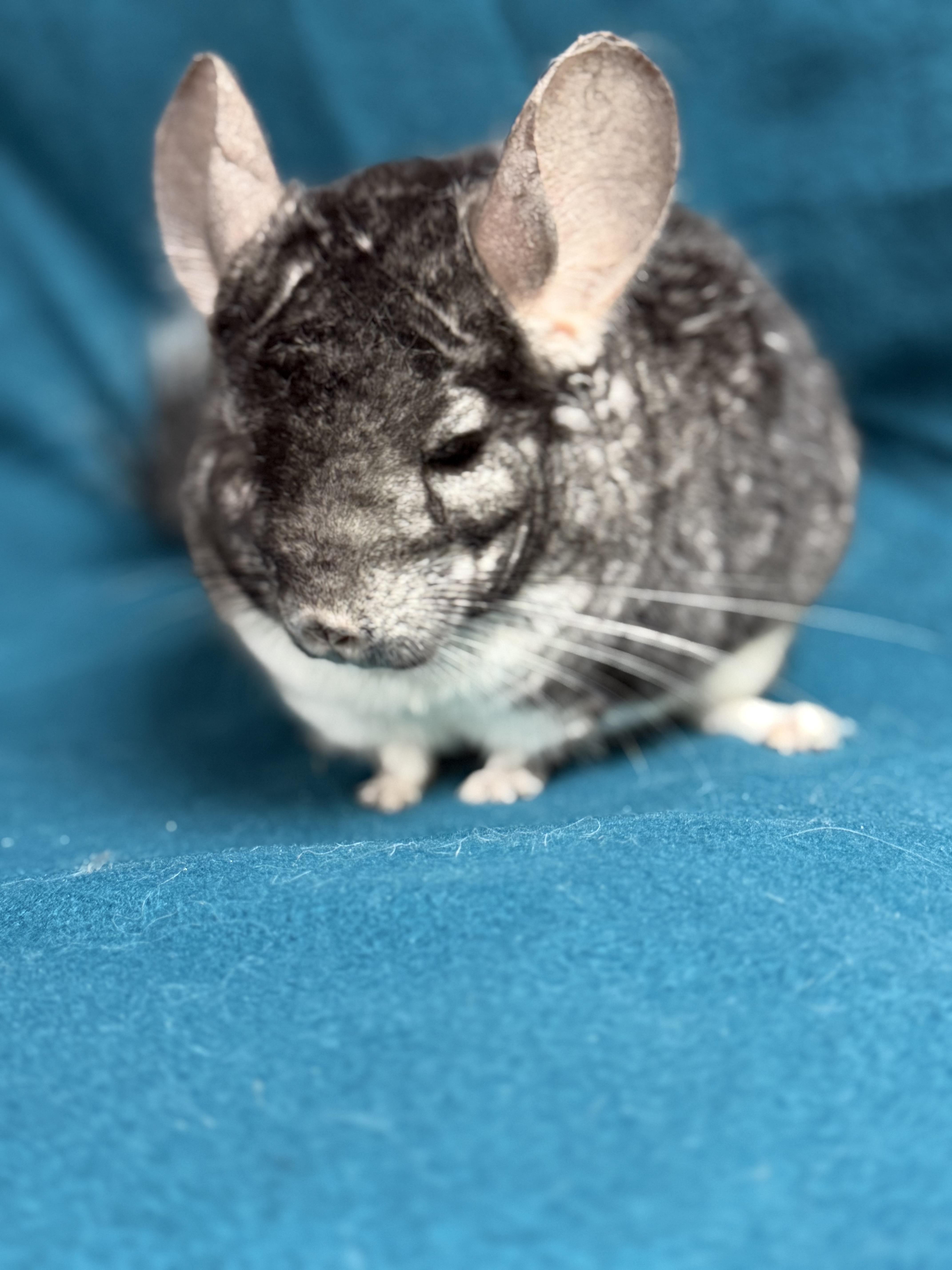 Rodger, a ADOPTABLE Chinchilla in Edinburg, PA image 4/5
