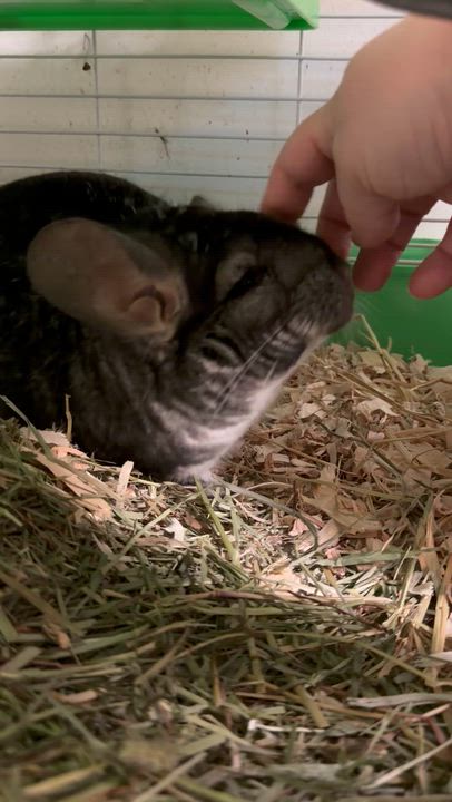 Enlarge Rodger, a ADOPTABLE Chinchilla in Edinburg, PA video 3/5