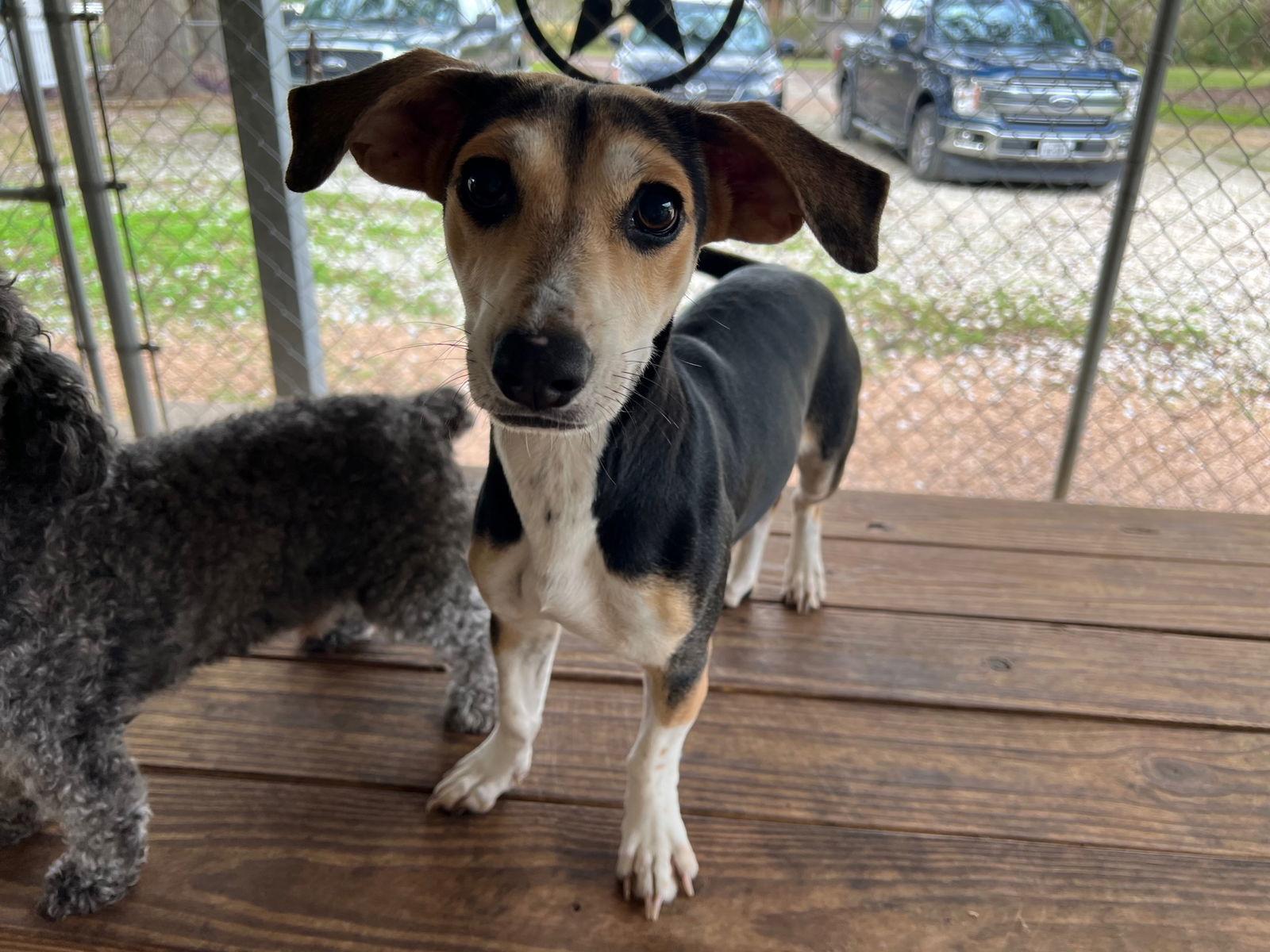 Jenny, a Adoptable mixed breed in Seattle, WA image 1/3