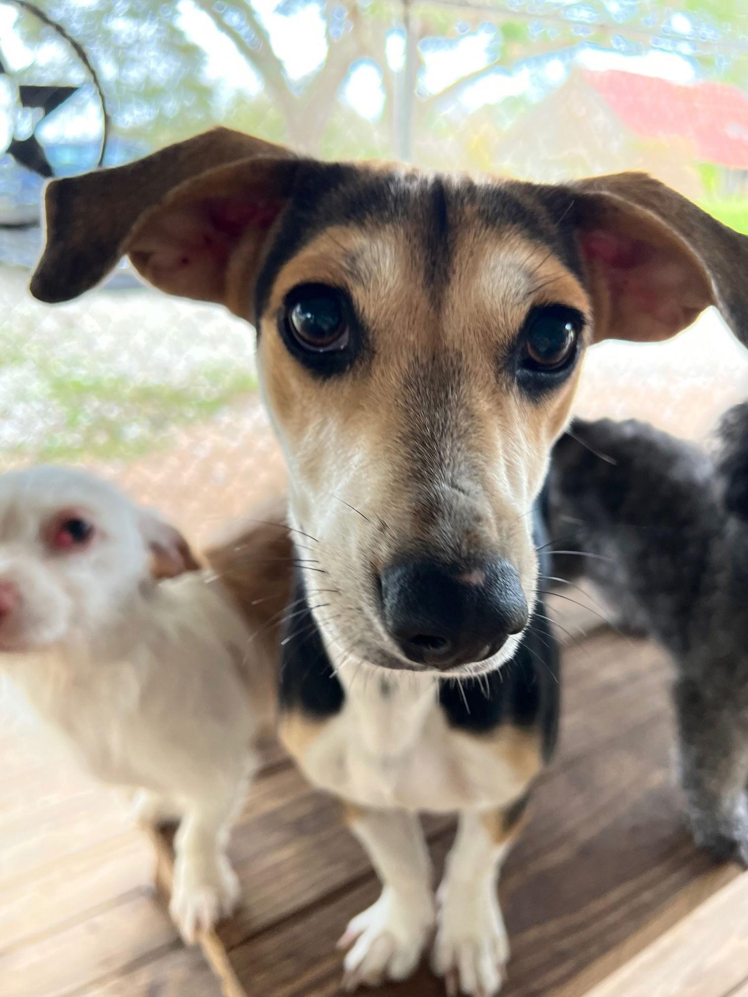 Jenny, a Adoptable mixed breed in Seattle, WA image 2/3