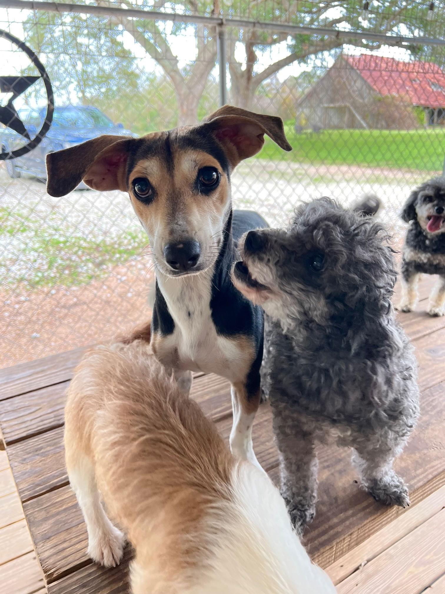 Jenny, a Adoptable mixed breed in Seattle, WA image 3/3