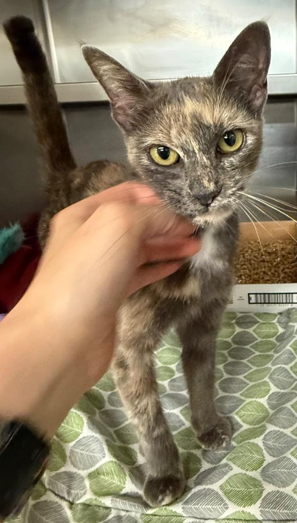 Buddy, Adopted, Adult Female Domestic Short Hair.