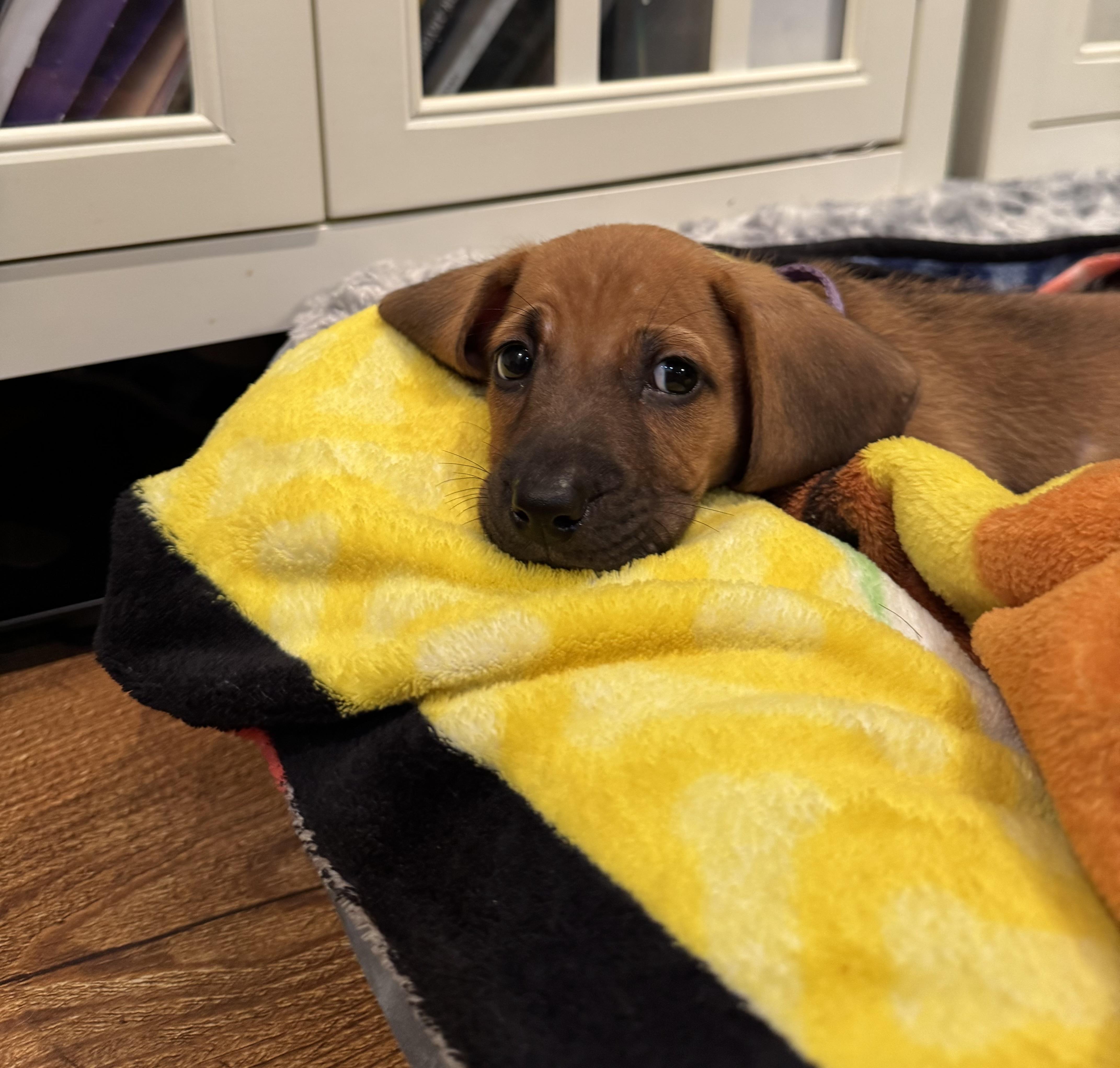 Enlarge Nellie, a Adoptable mixed breed in Byron, IL image 4/4