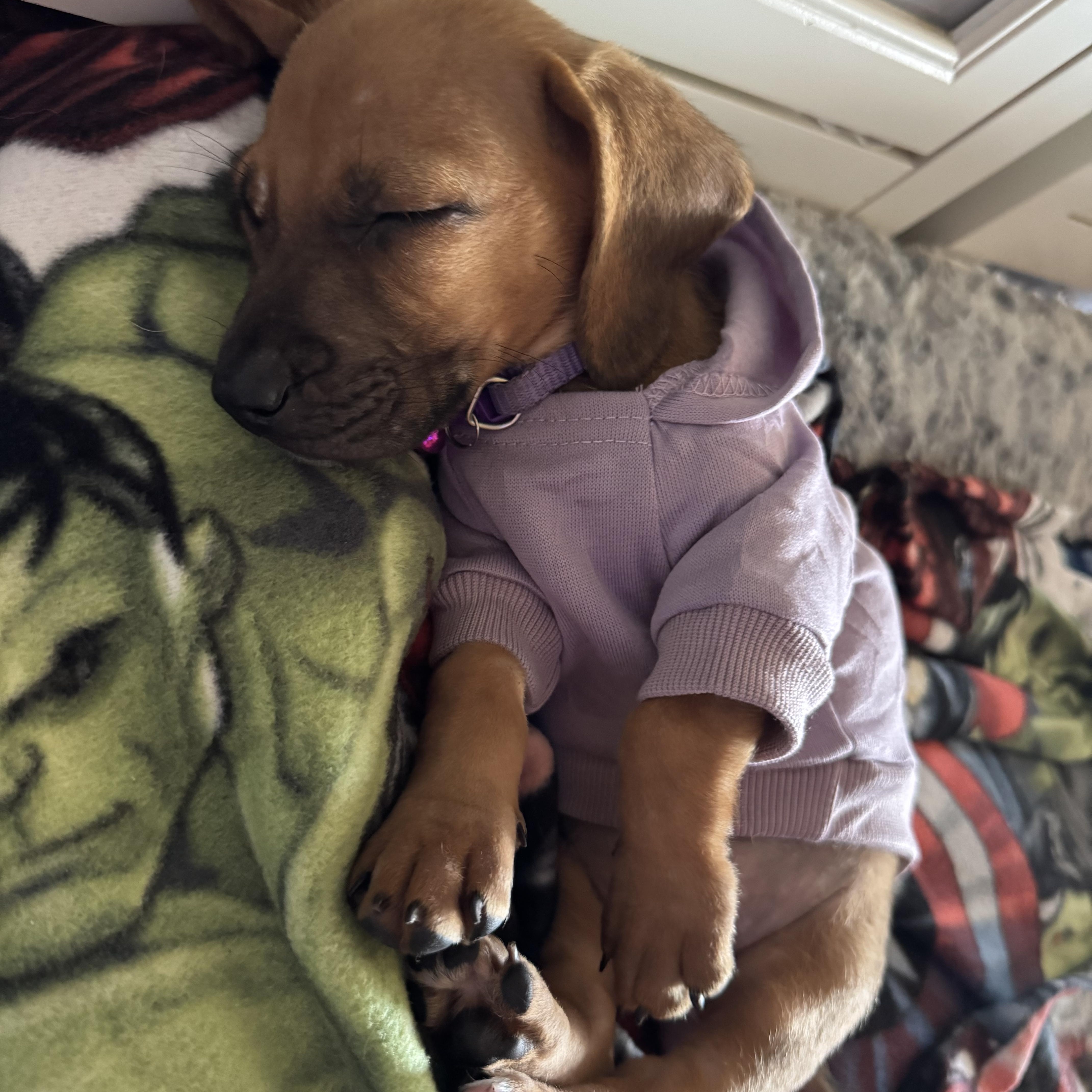 Enlarge Nellie, a Adoptable mixed breed in Byron, IL image 3/4