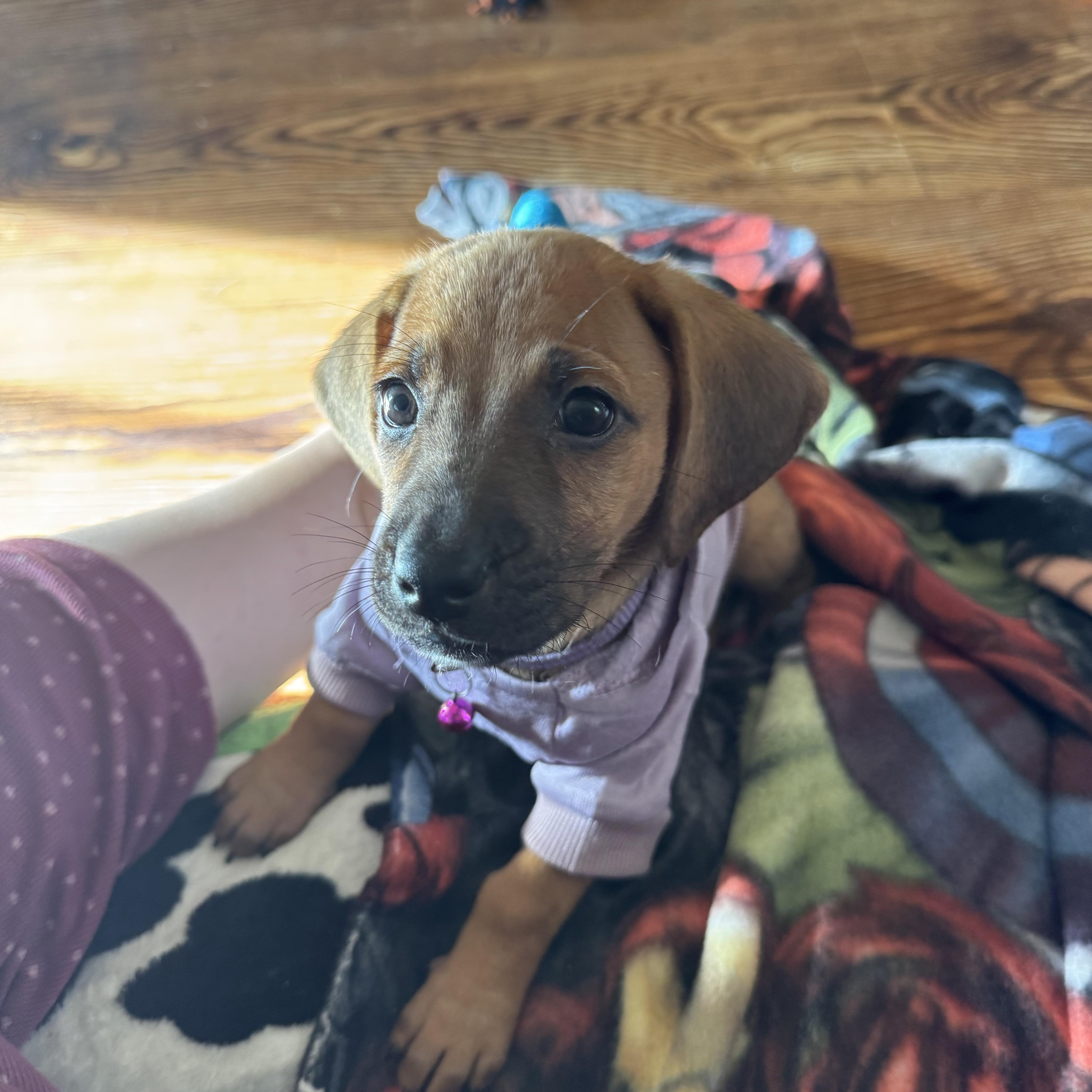 Enlarge Nellie, a Adoptable mixed breed in Byron, IL image 2/4