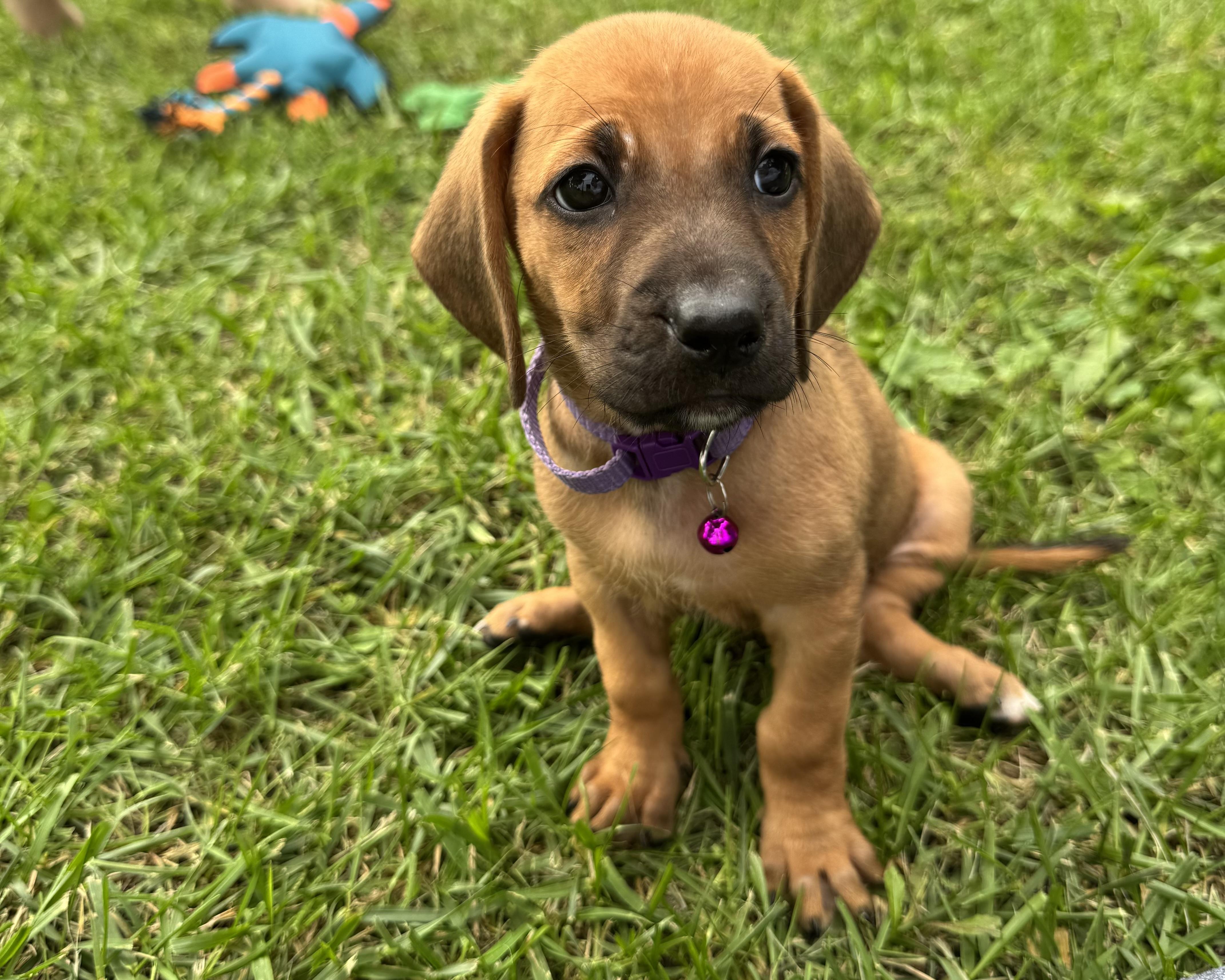 Nellie, Adoptable, Puppy Female Dachshund & Beagle.