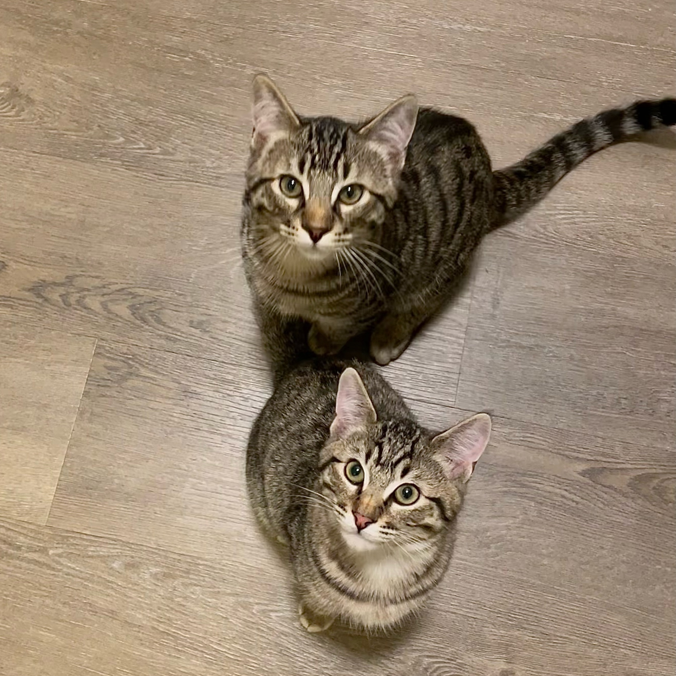 Daisy and Duke (Bonded Pair!) 2