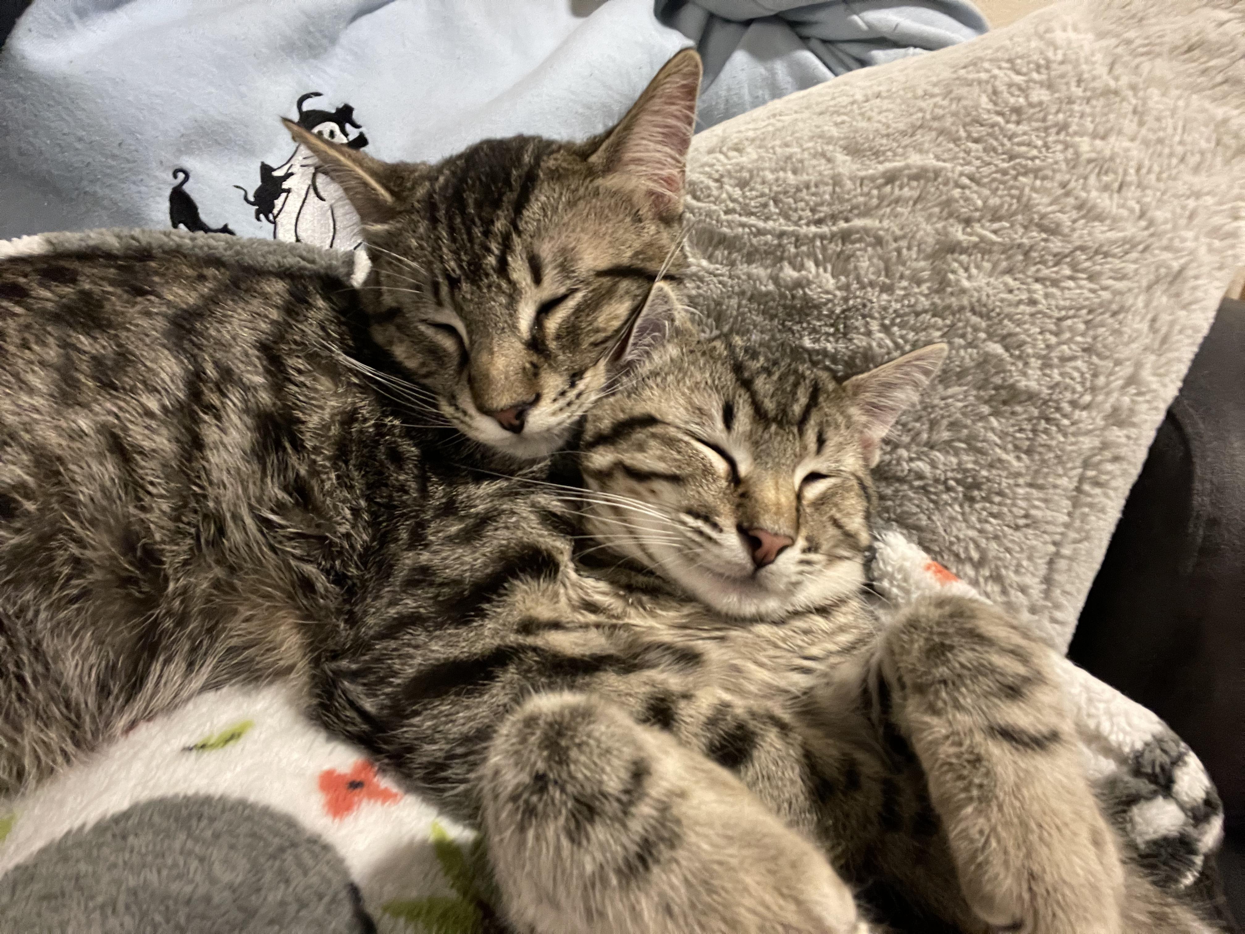 Daisy and Duke (Bonded Pair!) 3