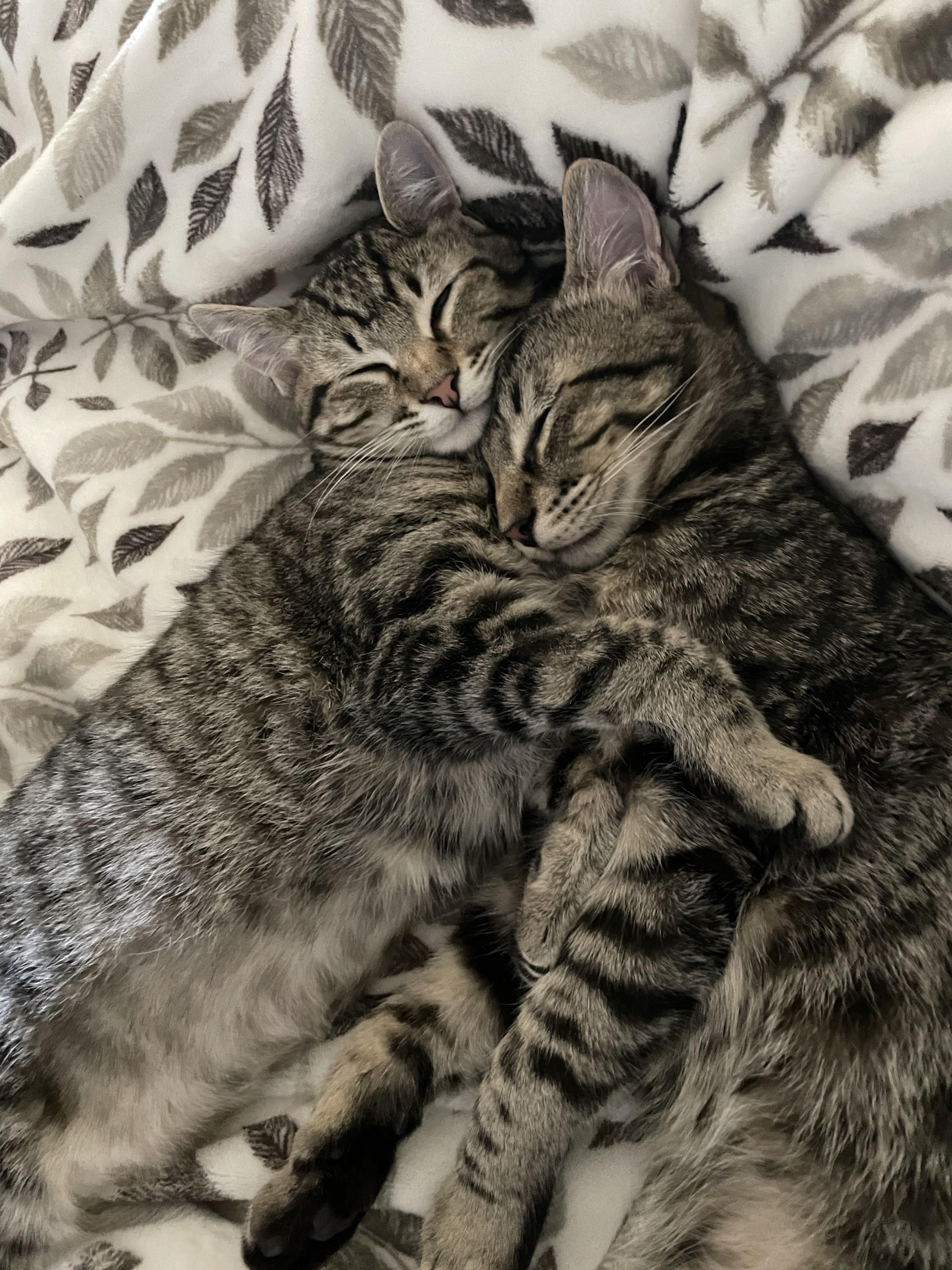 Daisy and Duke (Bonded Pair!)