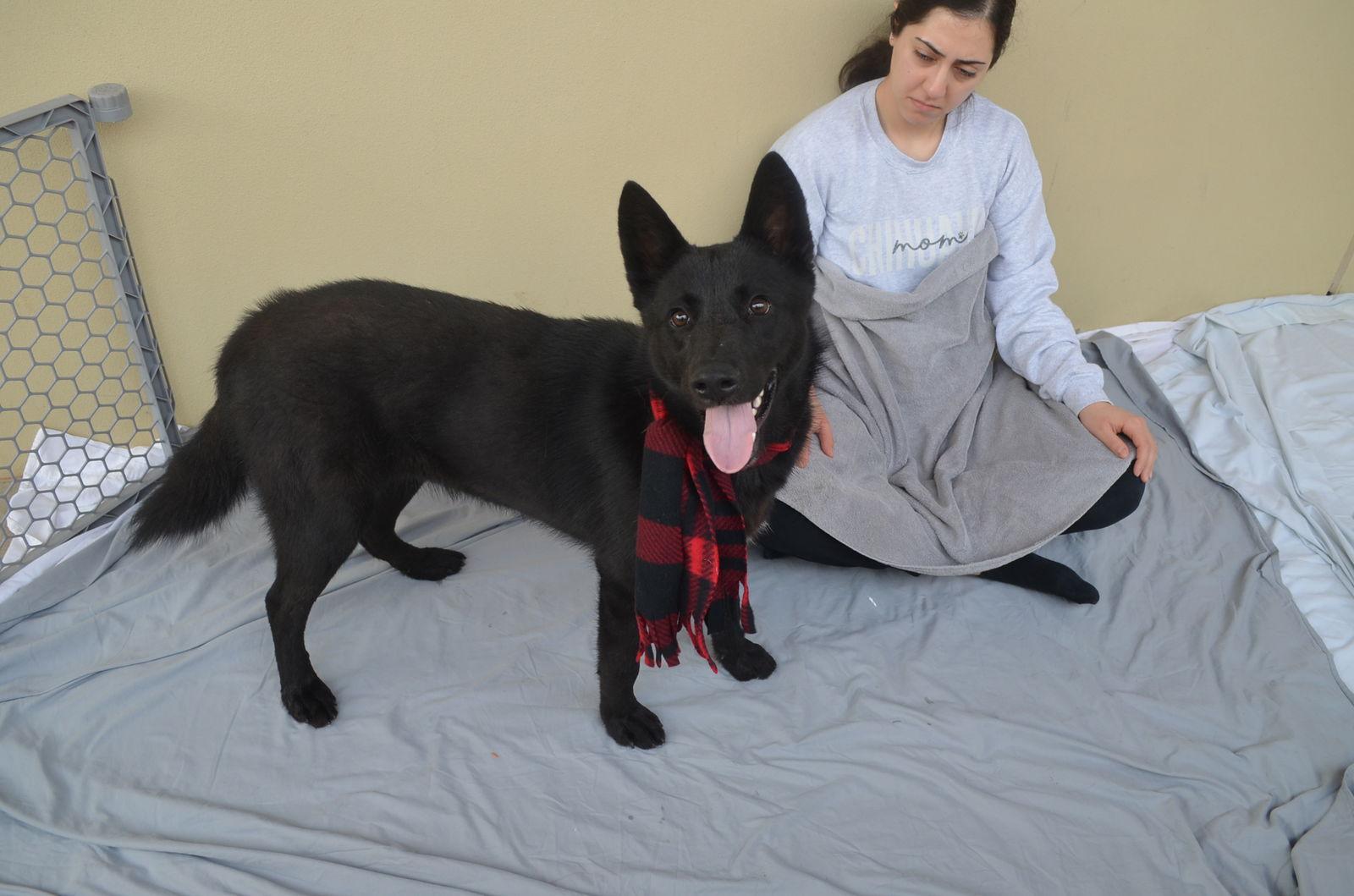 Enlarge Slate, a Adopted Shepherd in McKinney, TX image 1/3