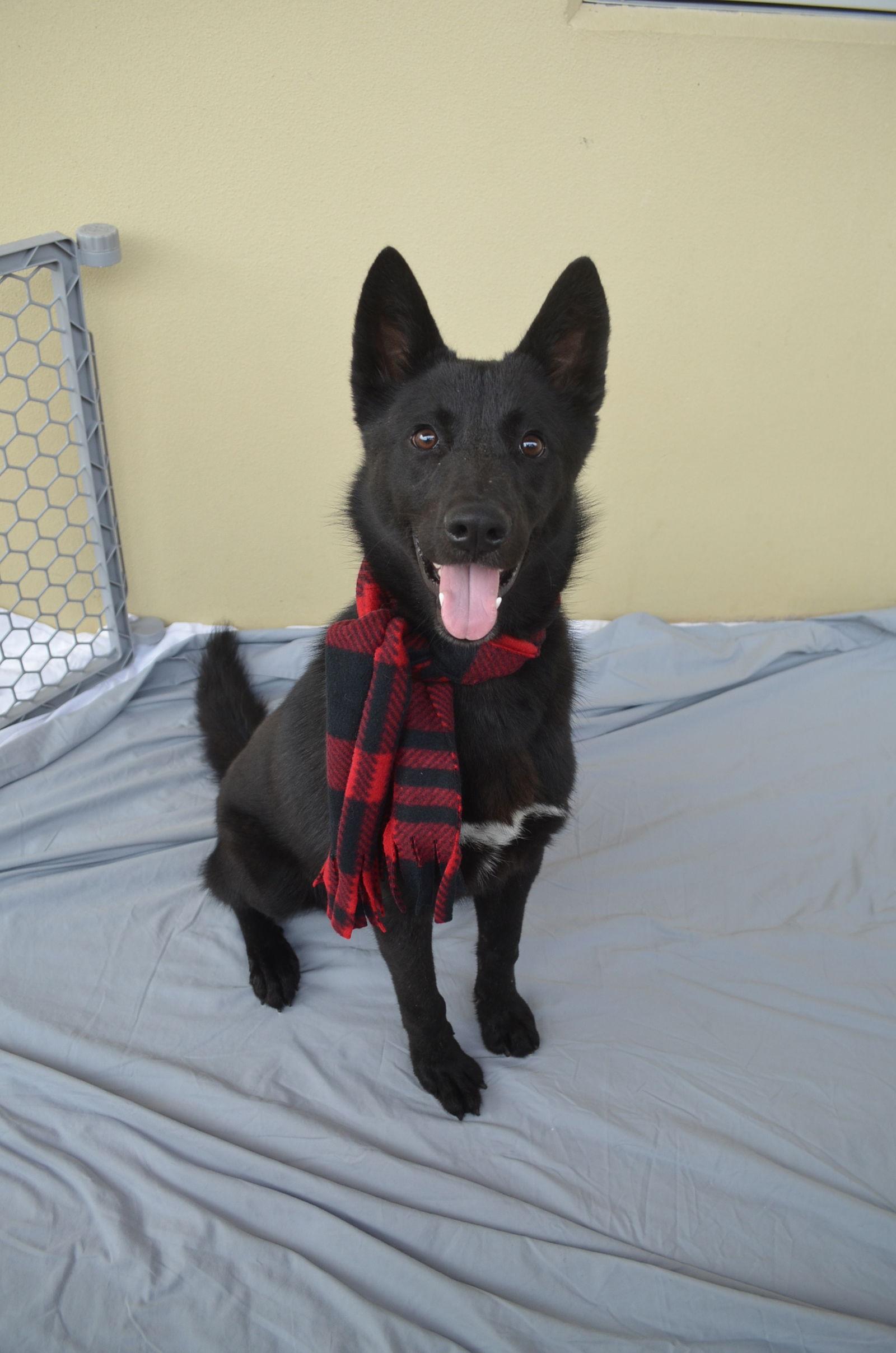 Enlarge Slate, a Adopted Shepherd in McKinney, TX image 2/3