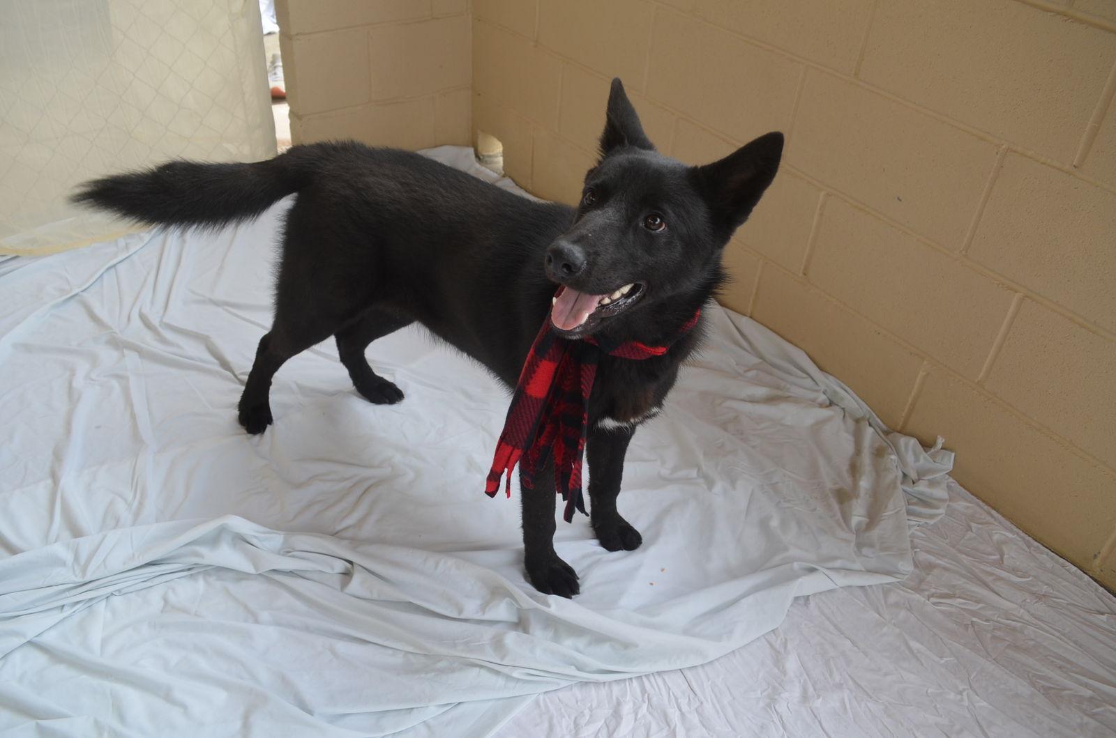 Enlarge Slate, a Adopted Shepherd in McKinney, TX image 3/3