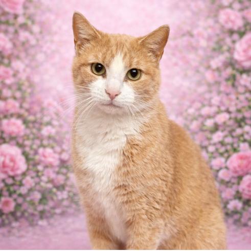 Enlarge Veronica, a Adoptable Domestic Short Hair in Concord, NC image 1/2