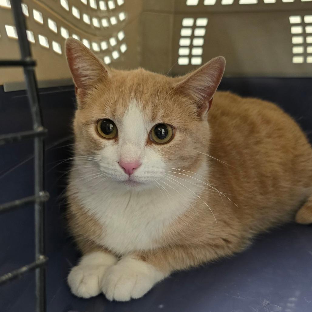 Enlarge Veronica, a Adoptable Domestic Short Hair in Concord, NC image 2/2