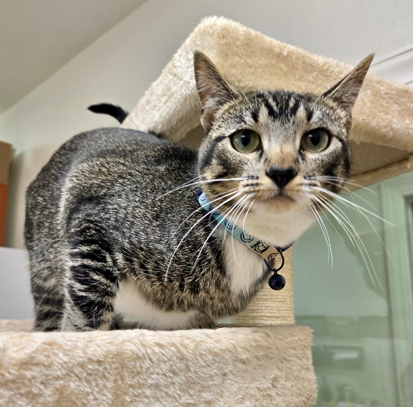 Bella, an adoptable Domestic Short Hair in Pocatello, ID, 83201 | Photo Image 4