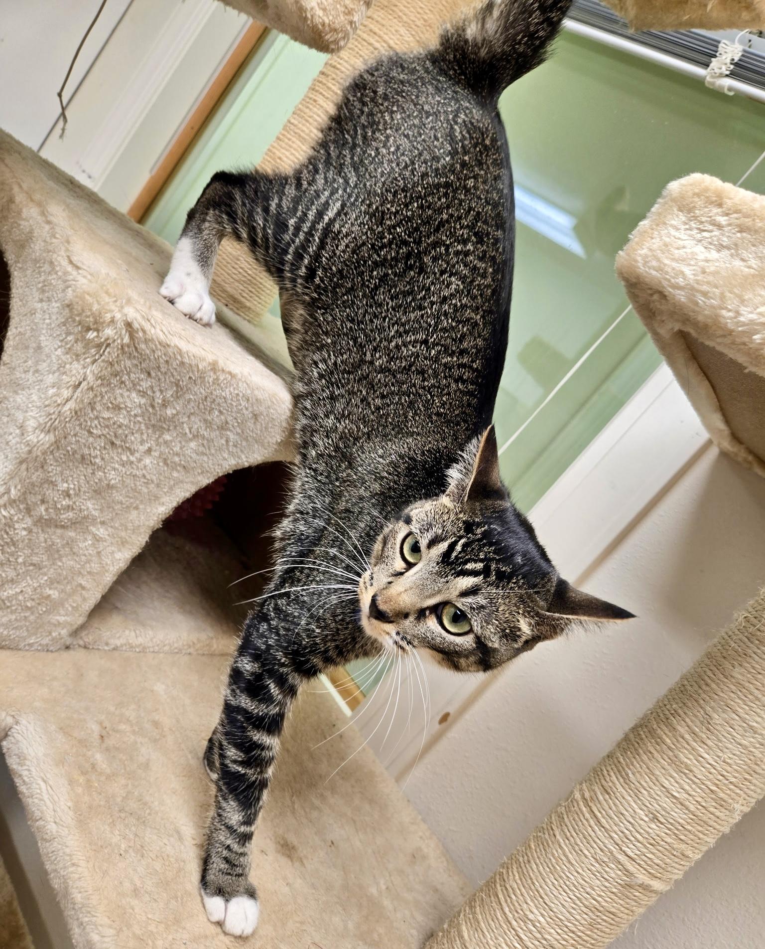 Bella, an adoptable Domestic Short Hair in Pocatello, ID, 83201 | Photo Image 6