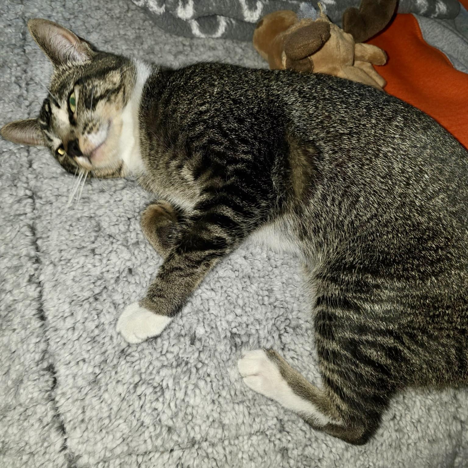 Bella, an adoptable Domestic Short Hair in Pocatello, ID, 83201 | Photo Image 3