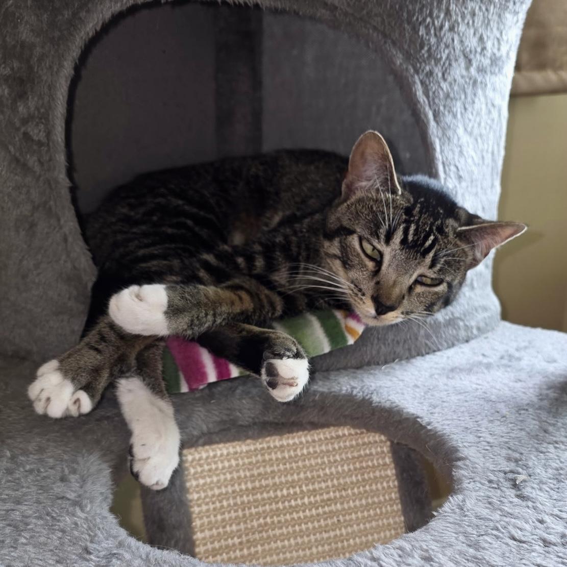 Bella, an adoptable Domestic Short Hair in Pocatello, ID, 83201 | Photo Image 5