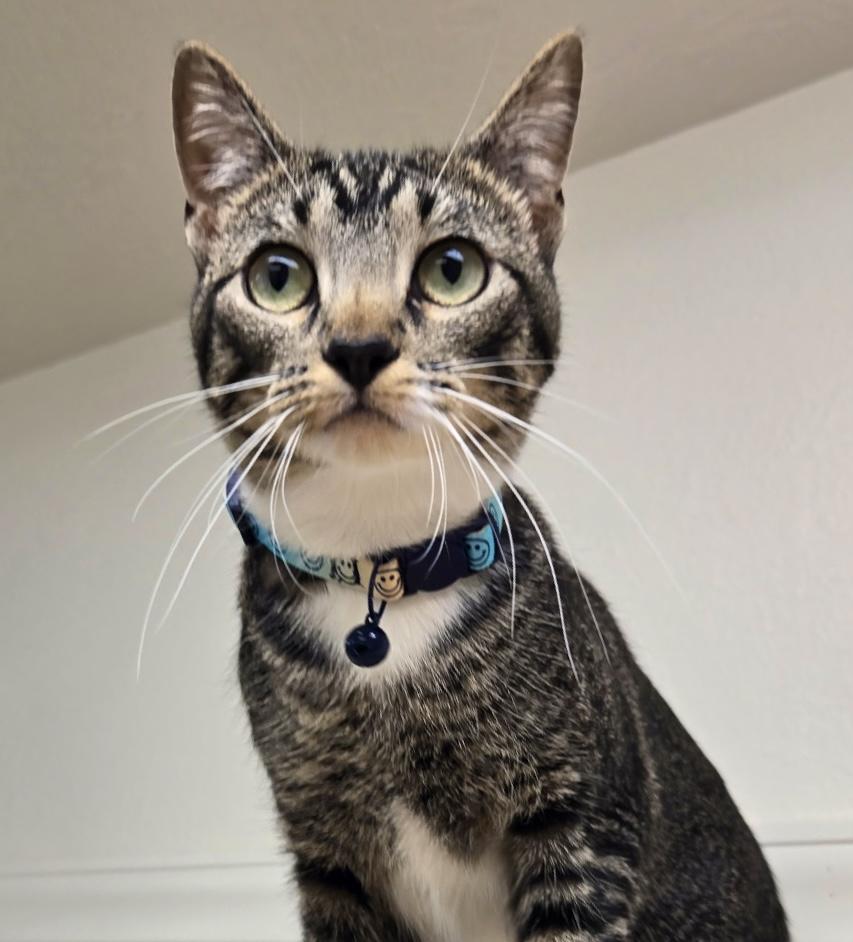 Bella, an adoptable Domestic Short Hair in Pocatello, ID, 83201 | Photo Image 1